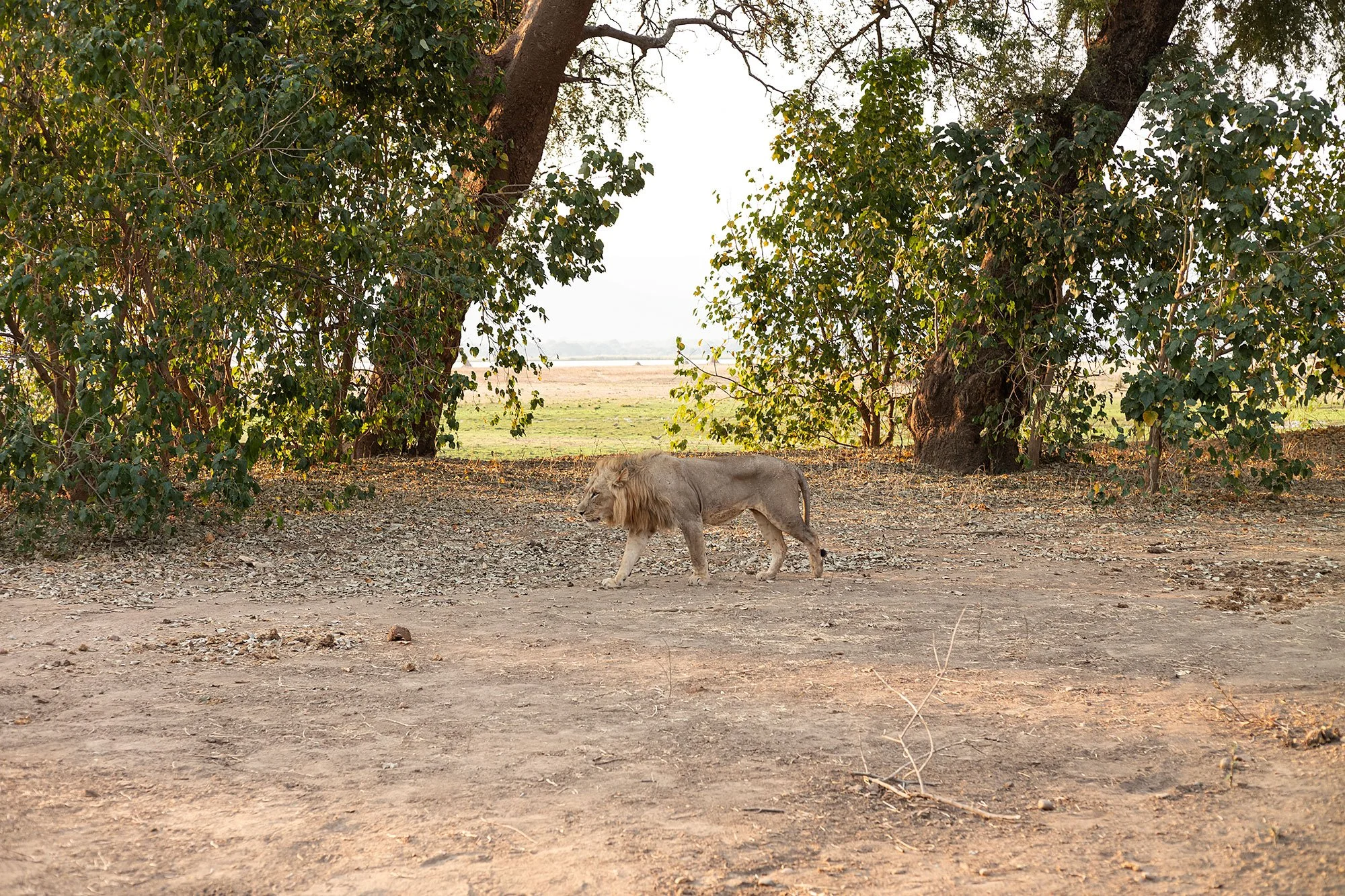 Lions. Mana Pools, Zimbabwe.