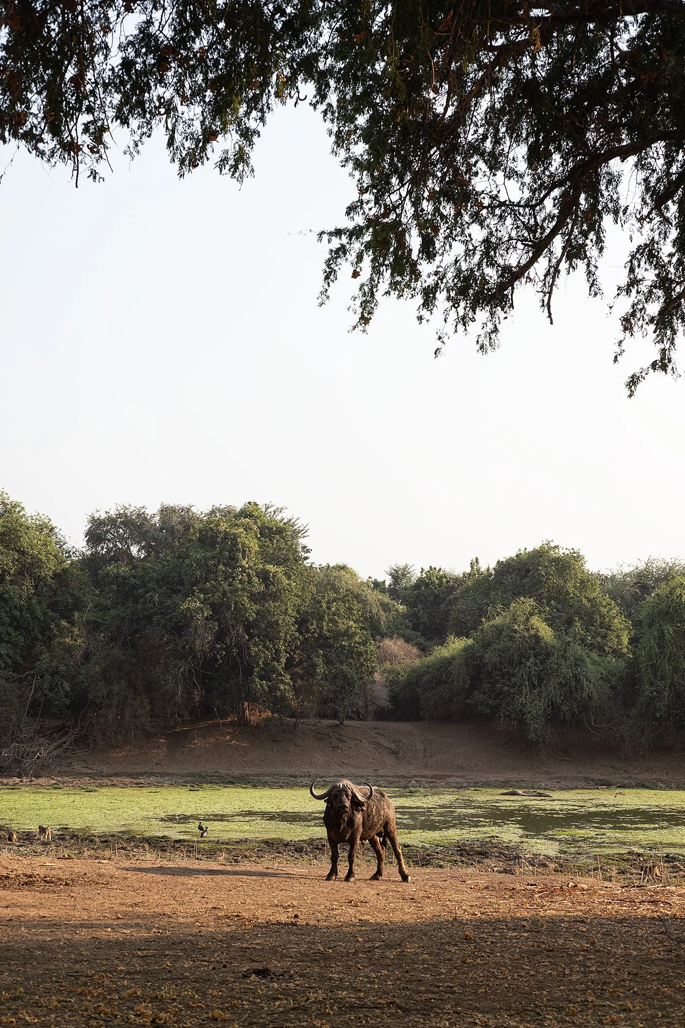Mana Pools, Zimbabwe.