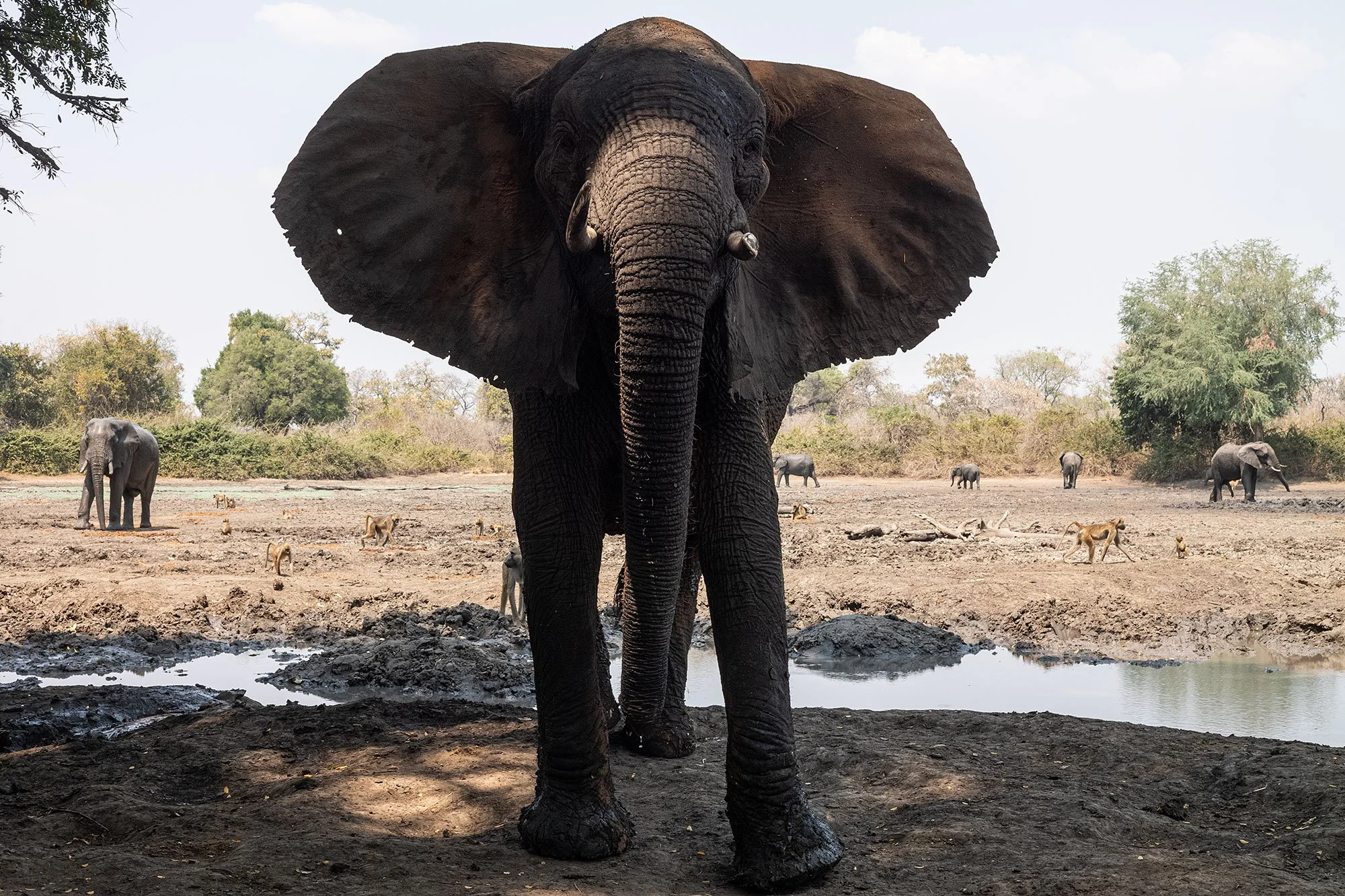 Elephants. Kanga Camp. Mana Pools, Zimbabwe.
