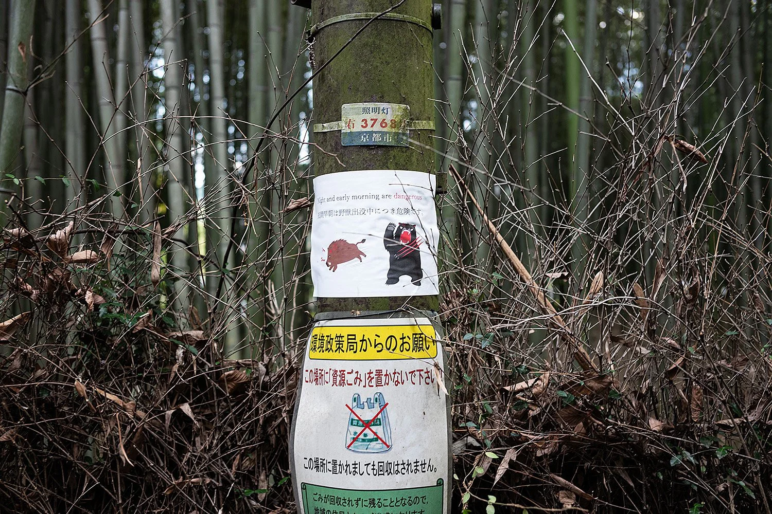 Arashiyama Bamboo Forest. Kyoto, Japan