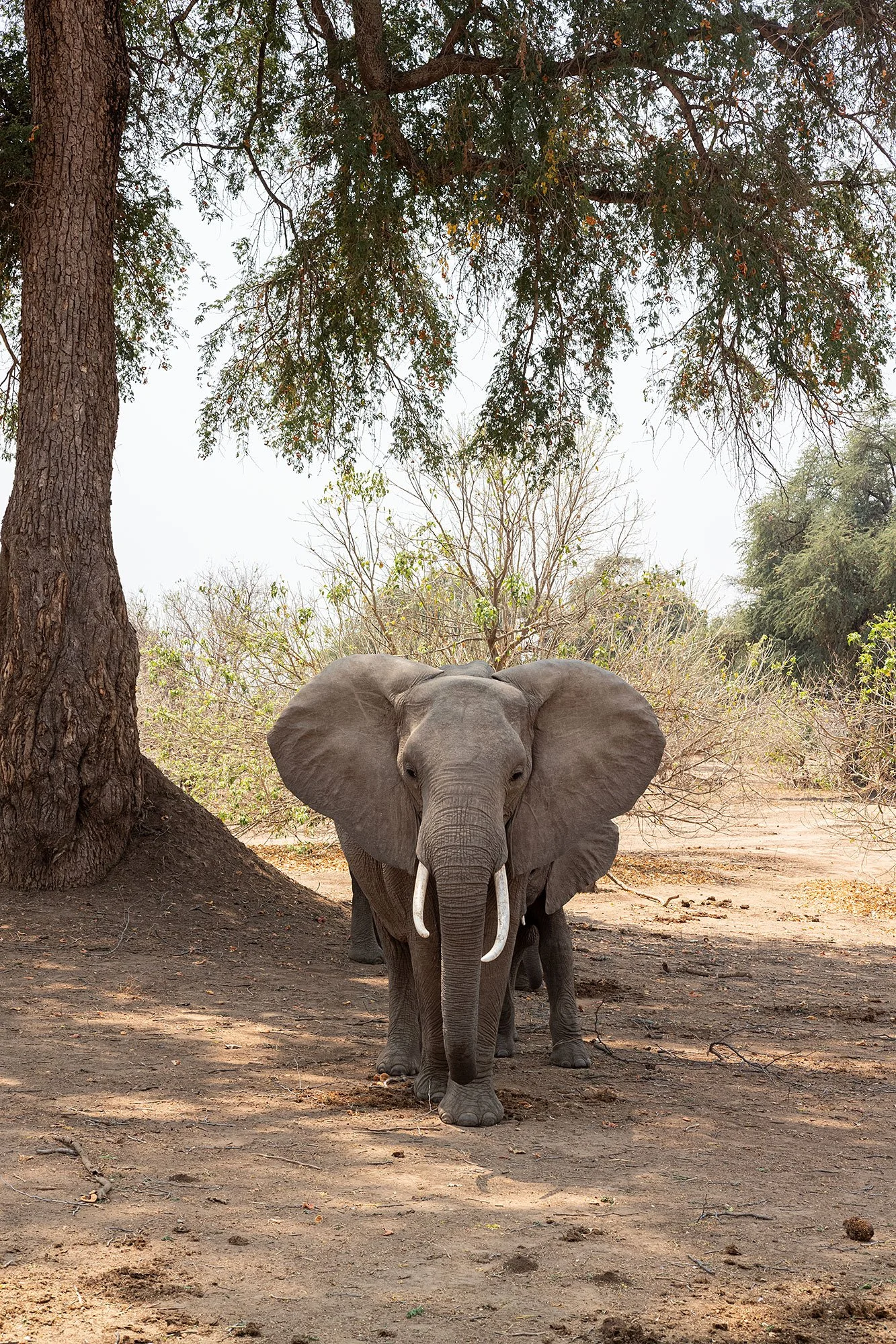 Elephants. Mana Pools, Zimbabwe.
