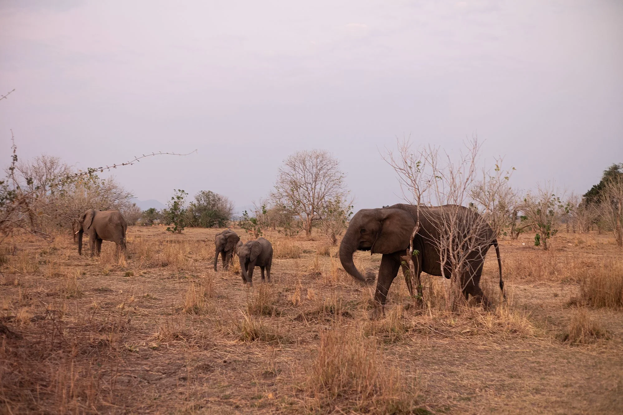 Elephants. Mana Pools, Zimbabwe.