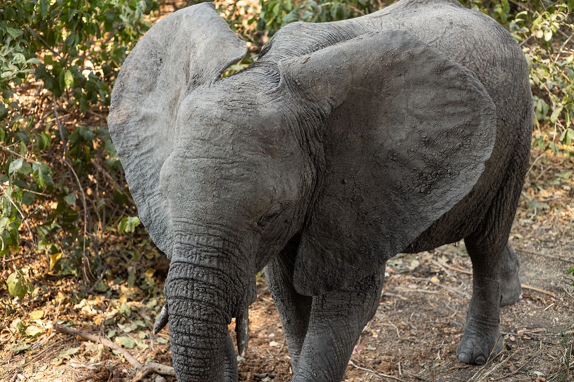 Elephants at Kanga Camp. Mana Pools, Zimbabwe.