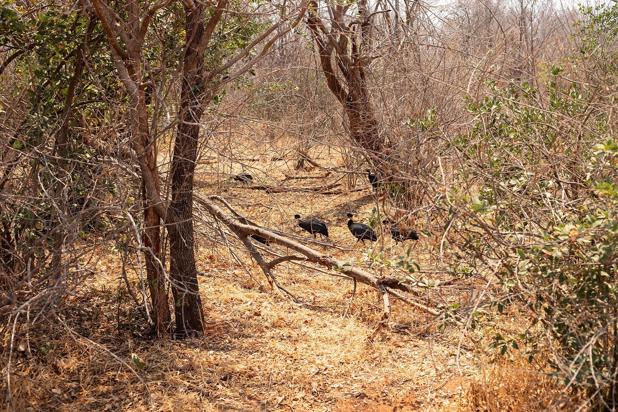 Guinea fowl. Mana Pools, Zimbabwe.