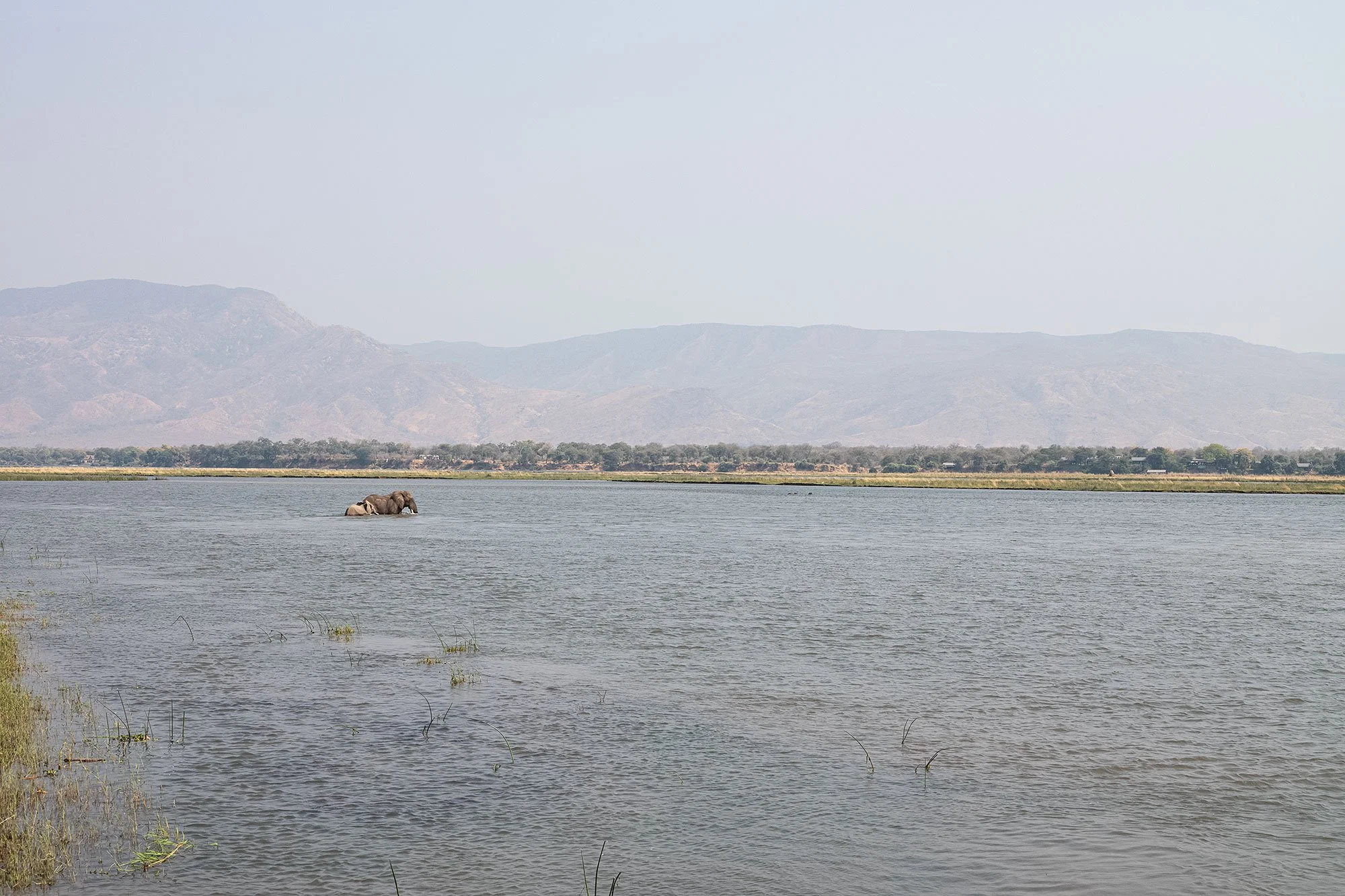 Elephants. Mana Pools, Zimbabwe.