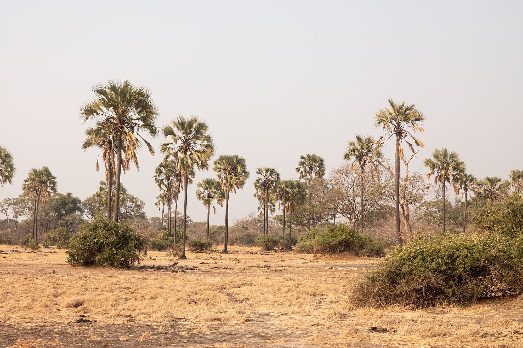 Mana Pools, Zimbabwe.