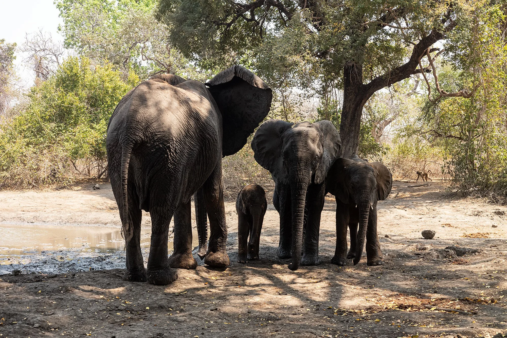 Elephants. Kanga Camp. Mana Pools, Zimbabwe.