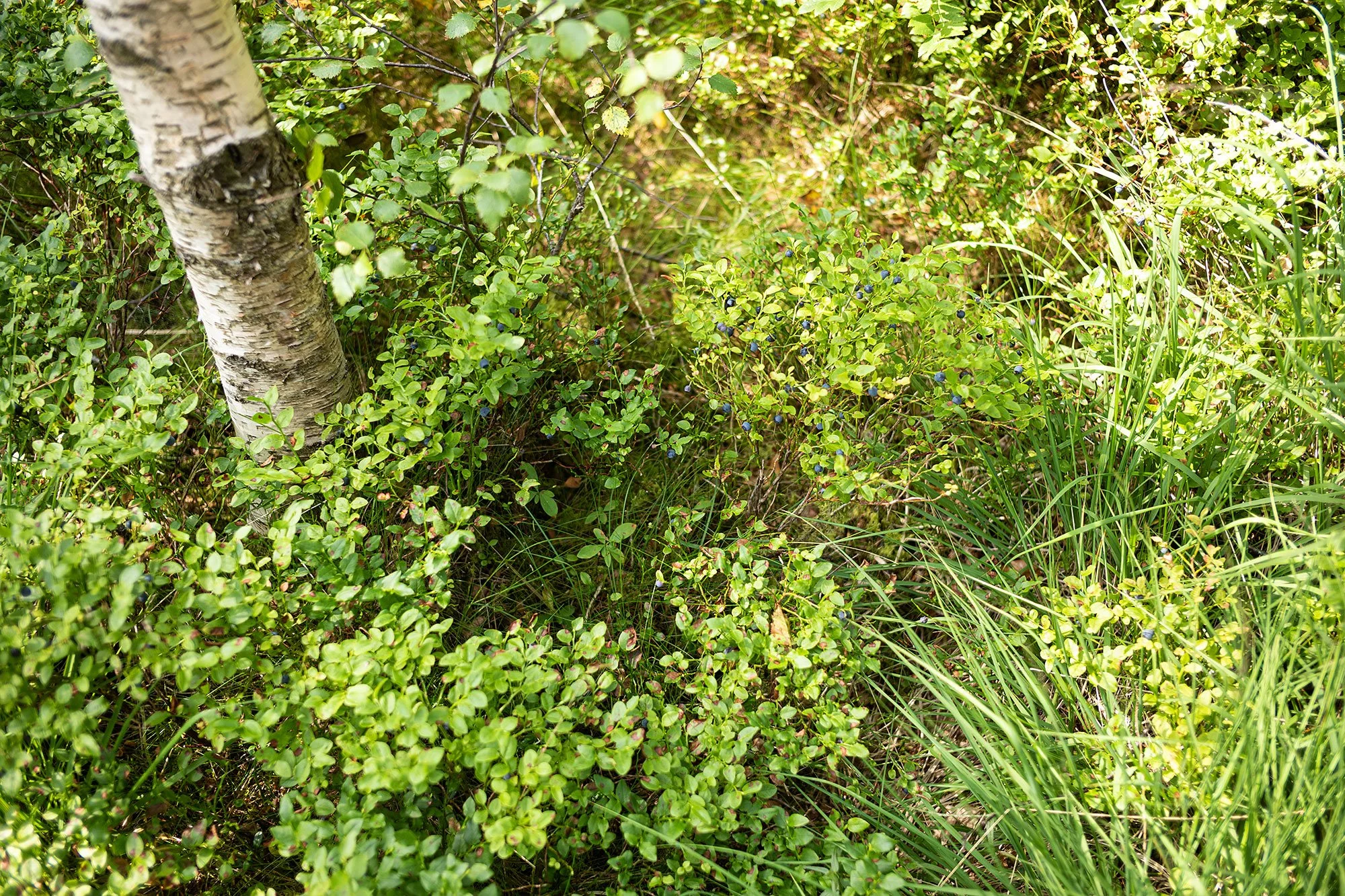 Foraging for wild blueberries. Mount Fløyen. Bergen, Norway.