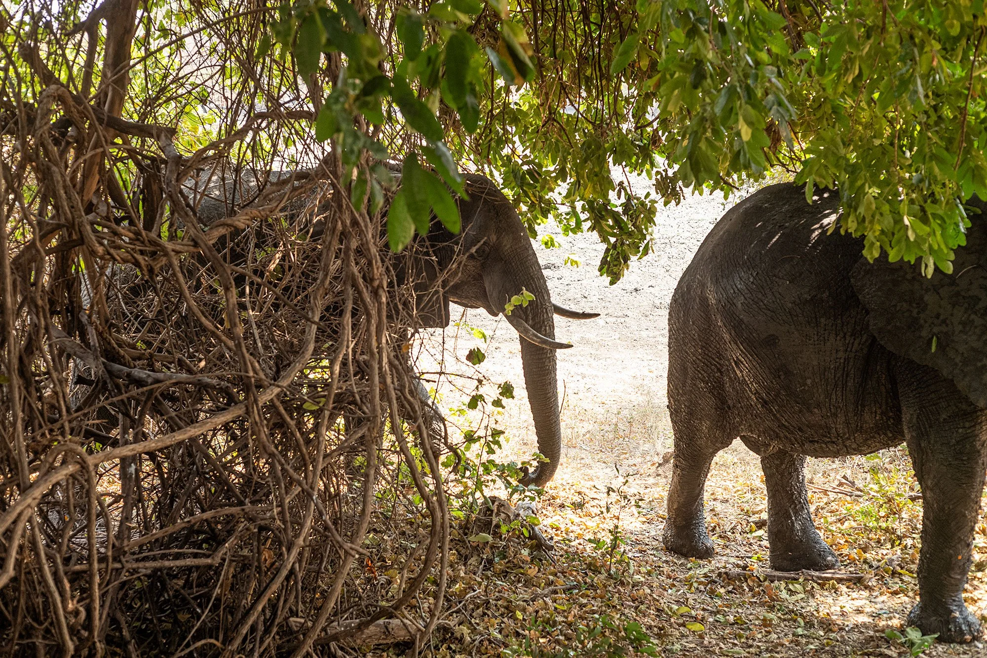 Elephants at Kanga Camp. Mana Pools, Zimbabwe.