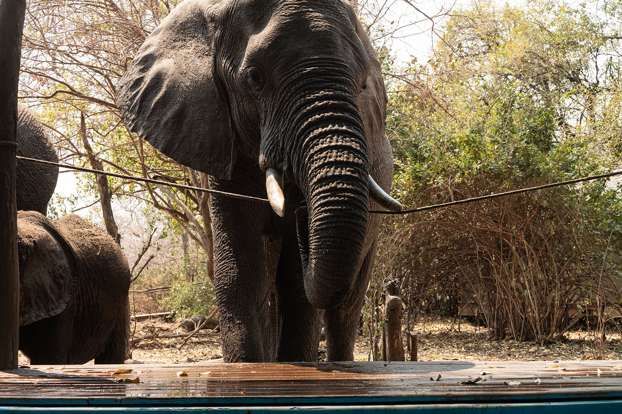 Mana Pools, Zimbabwe.
