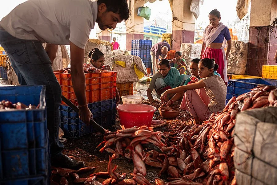 Sassoon Dock jetty fish market. Mumbai, India.