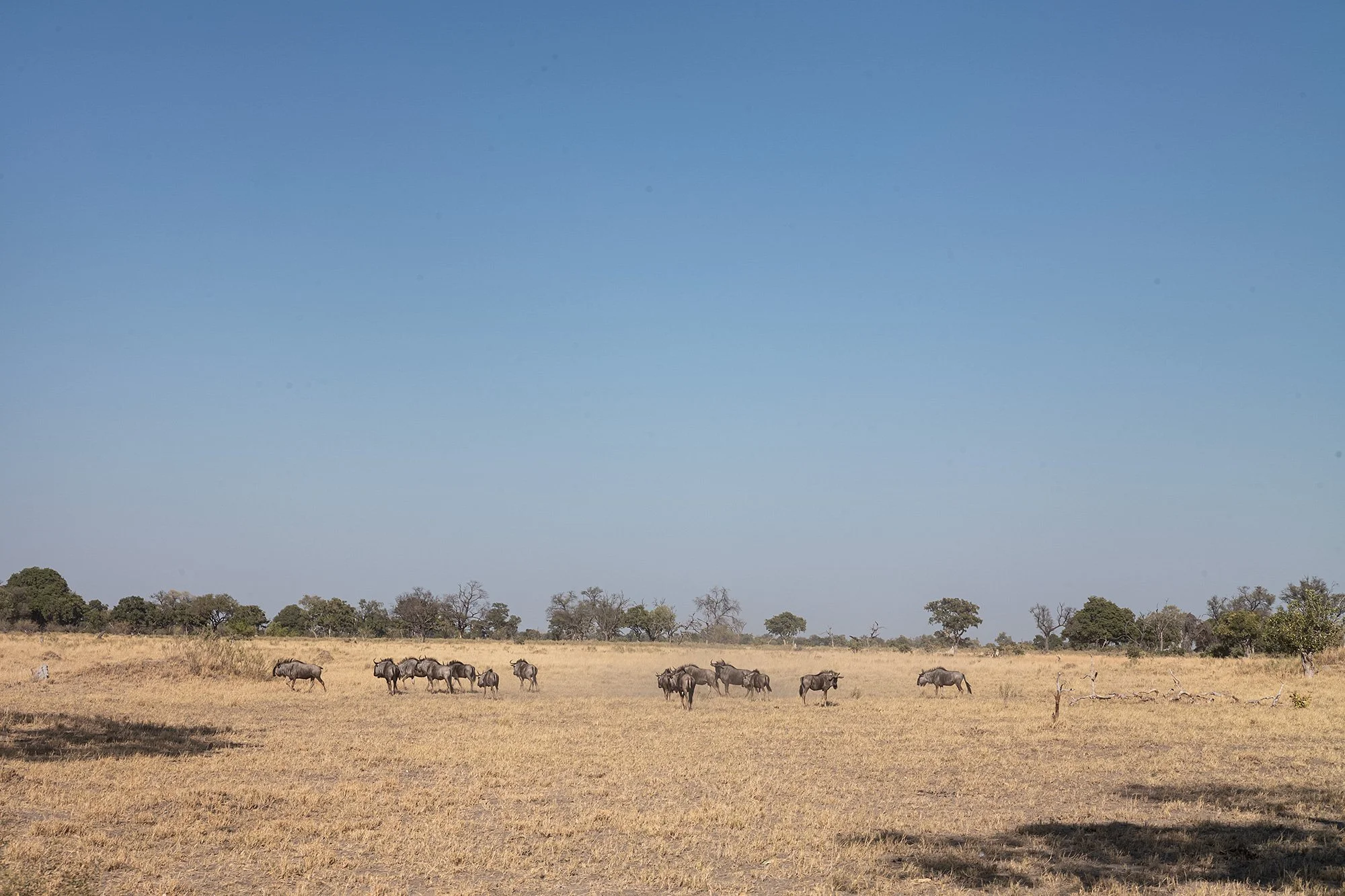 Wildebeest. Okavango Delta, Botswana.