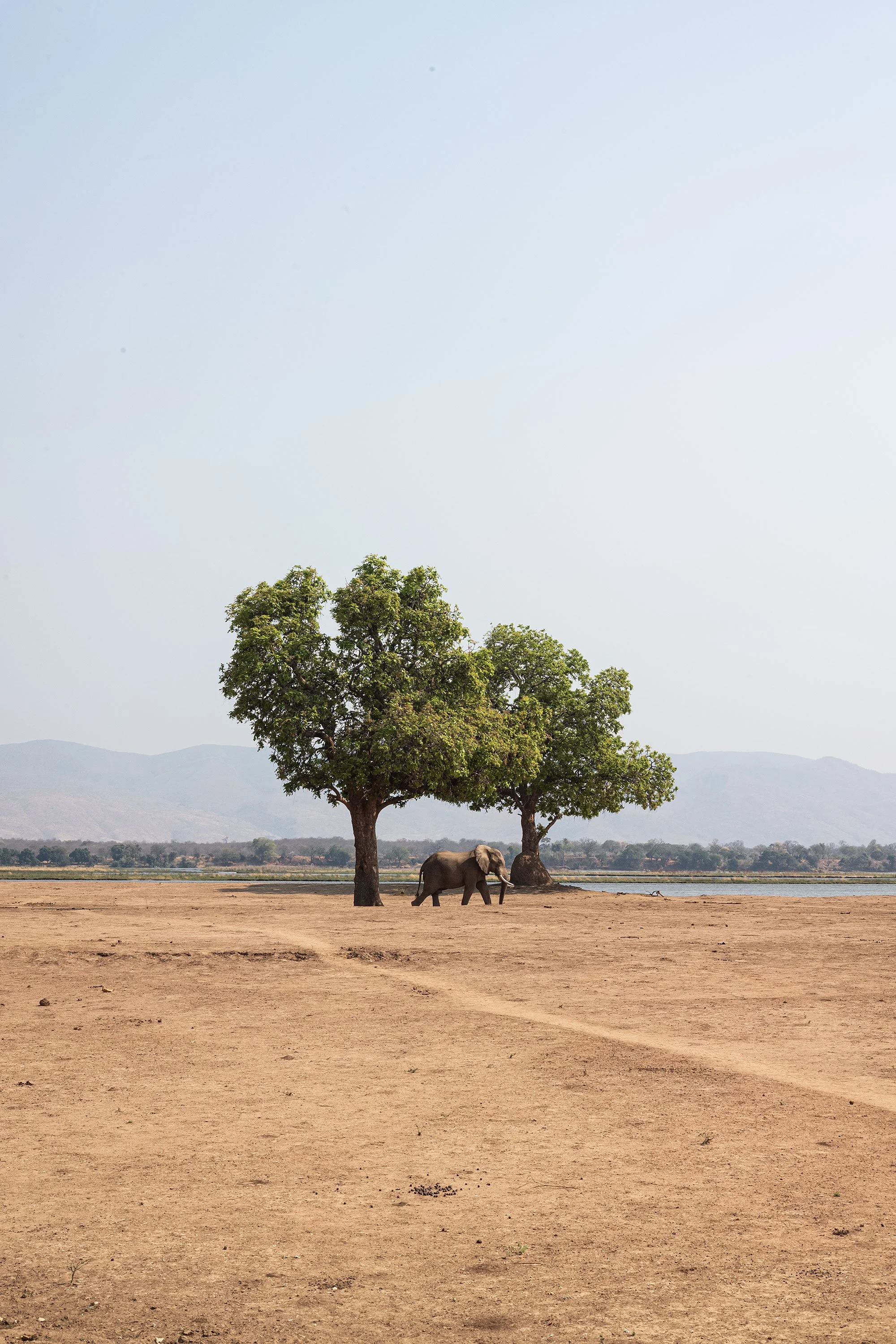Elephants. Mana Pools, Zimbabwe.