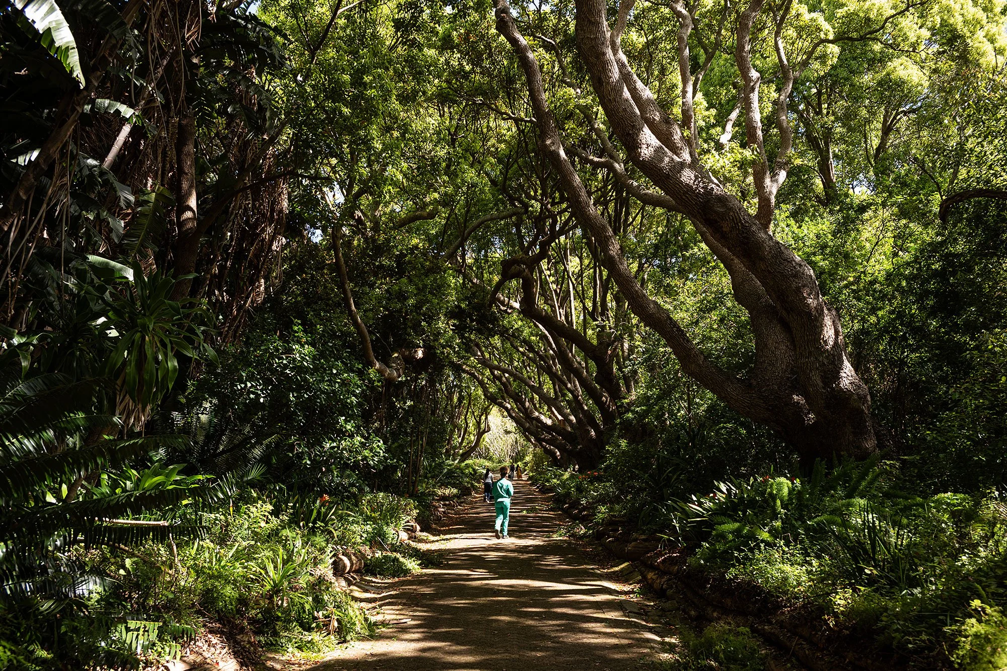 Kirstenbosch National Botanical Garden. Cape Town, South Africa.