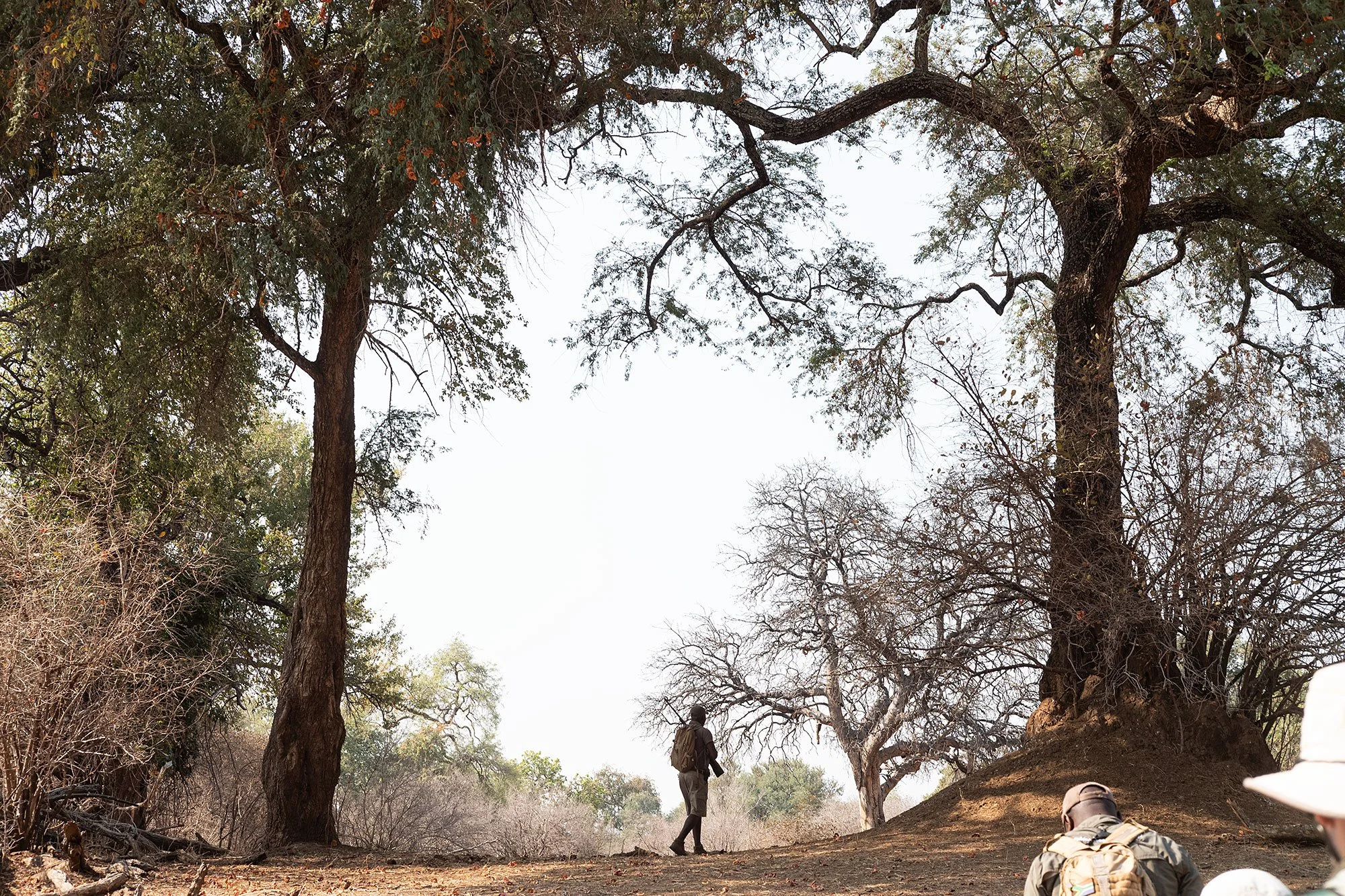 Walking safari. Mana Pools, Zimbabwe.
