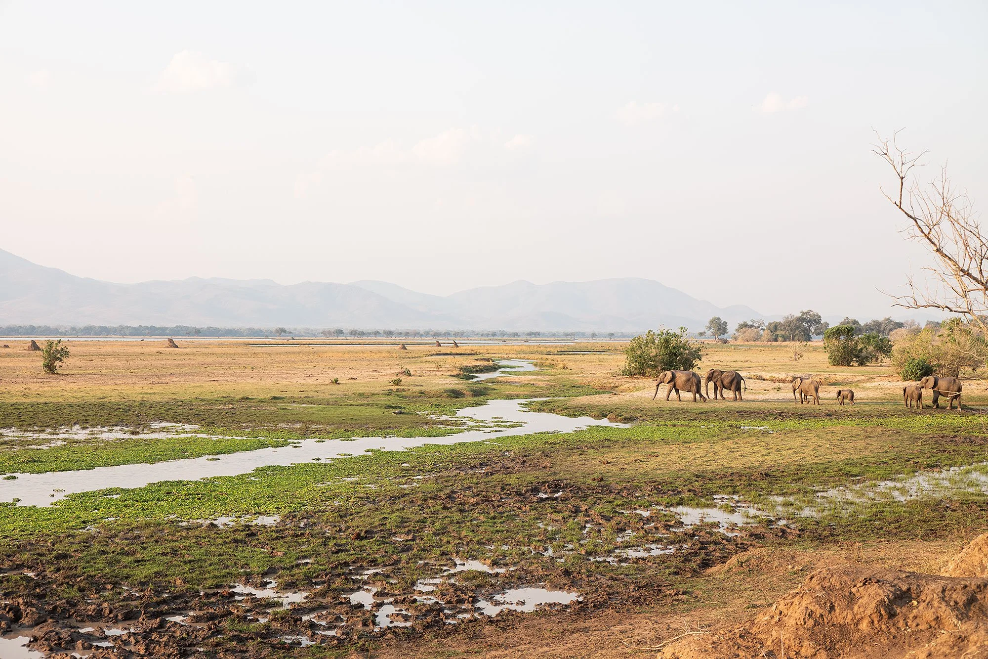 Elephants. Mana Pools, Zimbabwe.