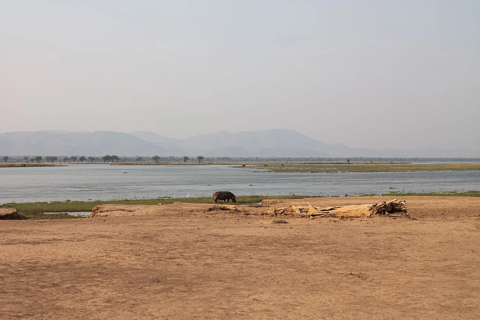 Hippos. Mana Pools, Zimbabwe.