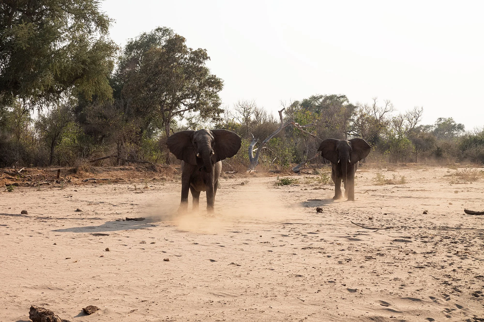 Mana Pools, Zimbabawe.