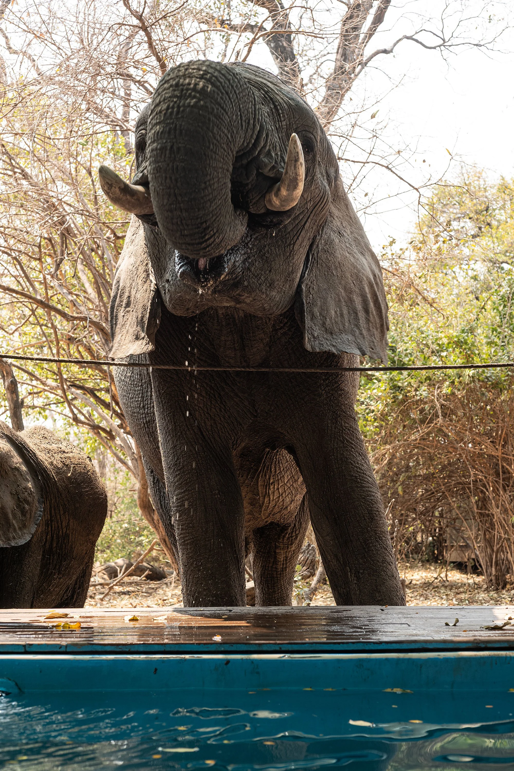 Mana Pools, Zimbabwe.