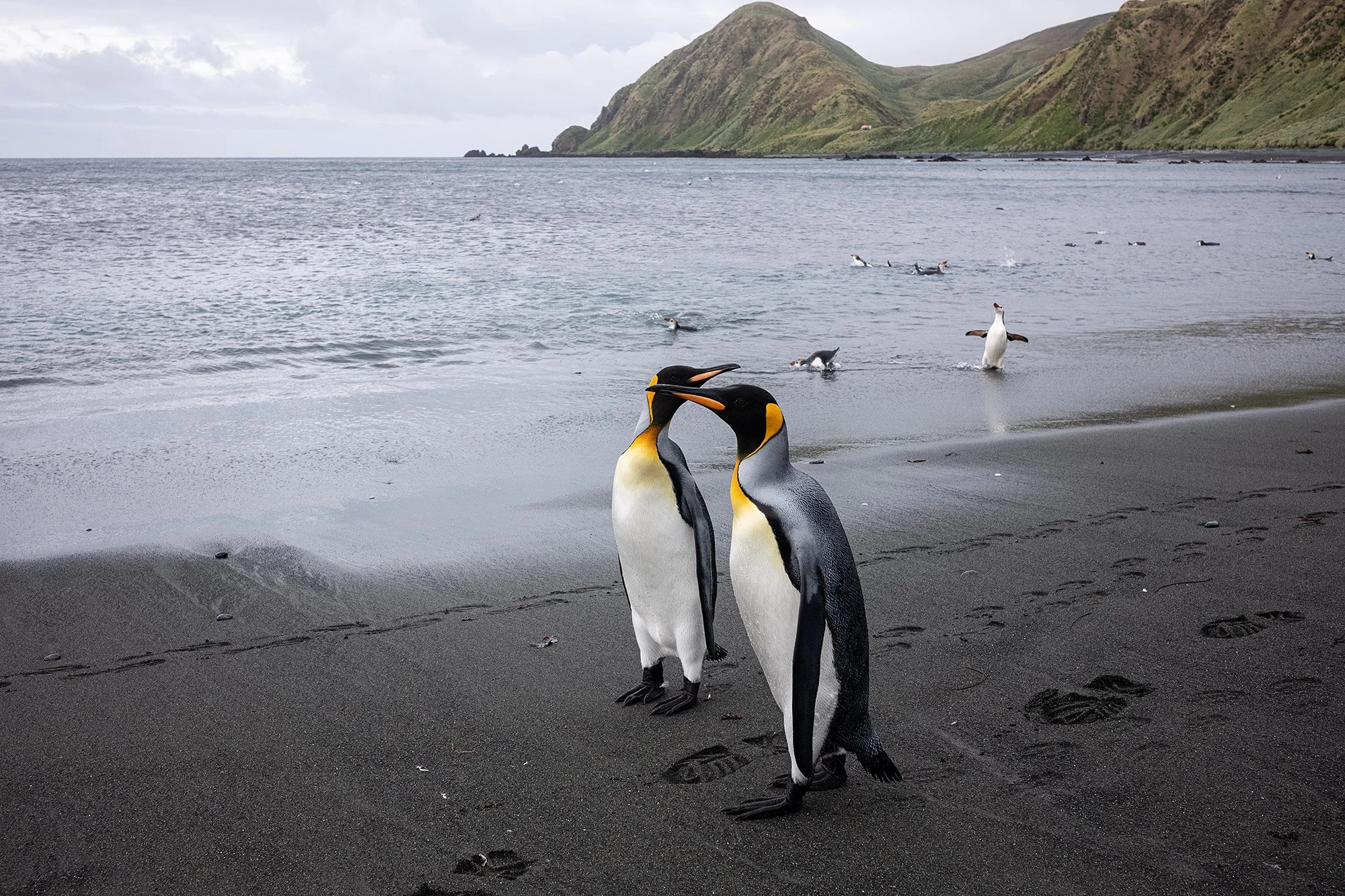 King penguins. Macquarie Island.