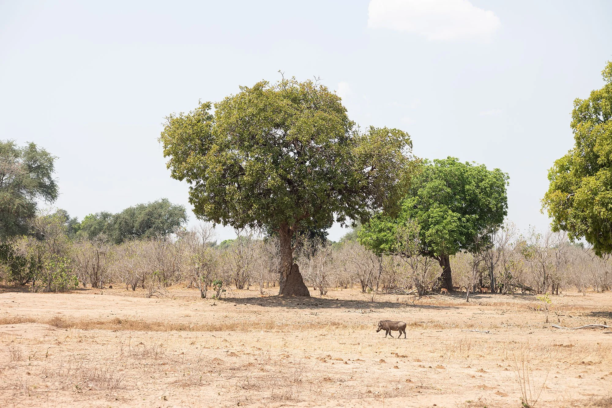 Warthog. Mana Pools, Zimbabwe.