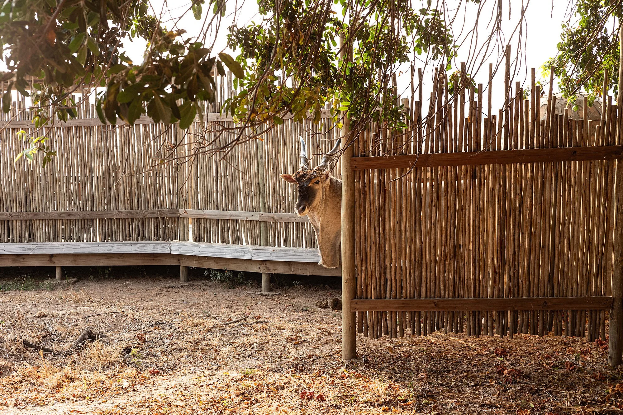 Eland at Nyamatusi Camp. Mana Pools, Zimbabwe.