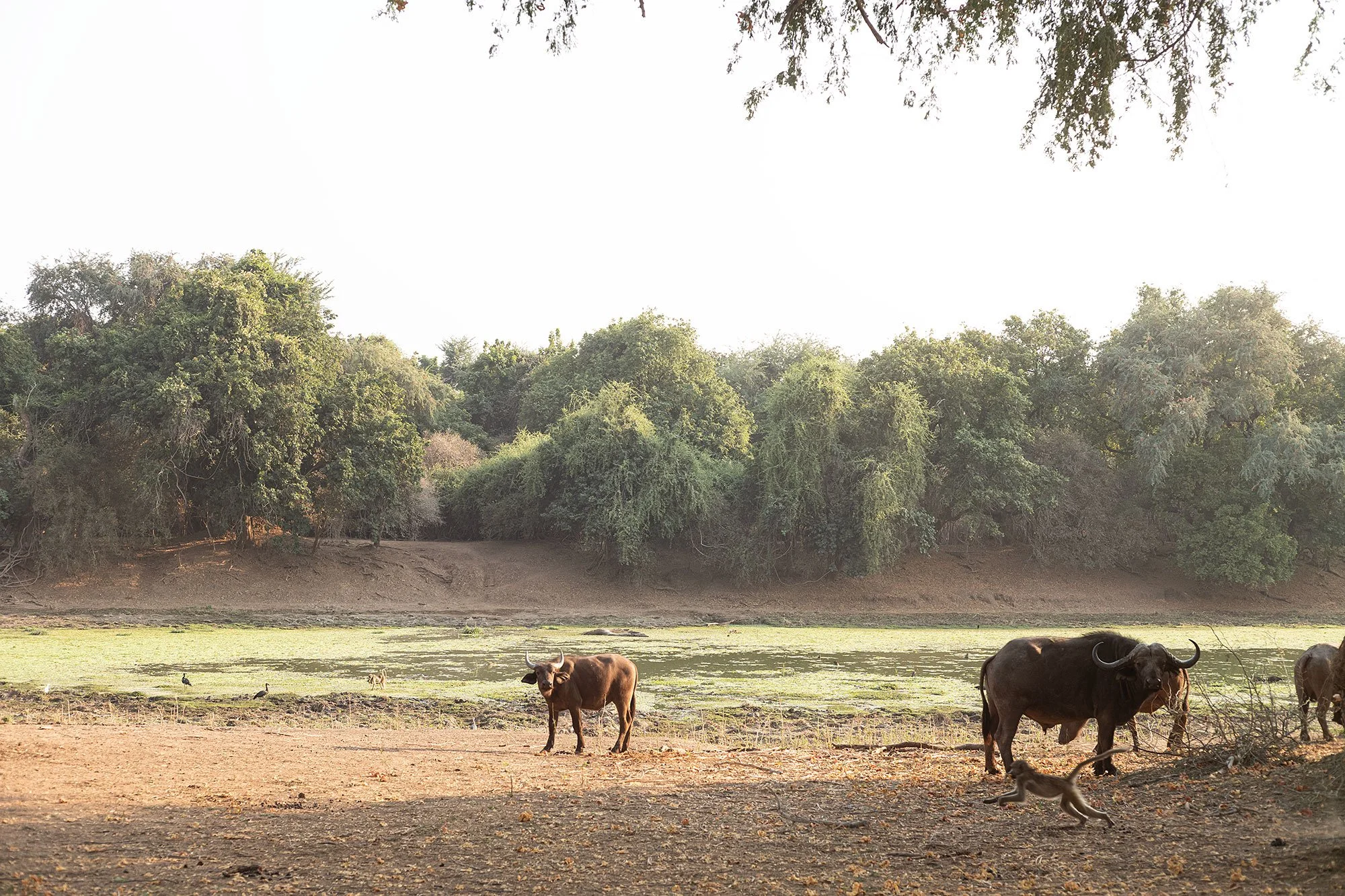 Mana Pools, Zimbabwe.