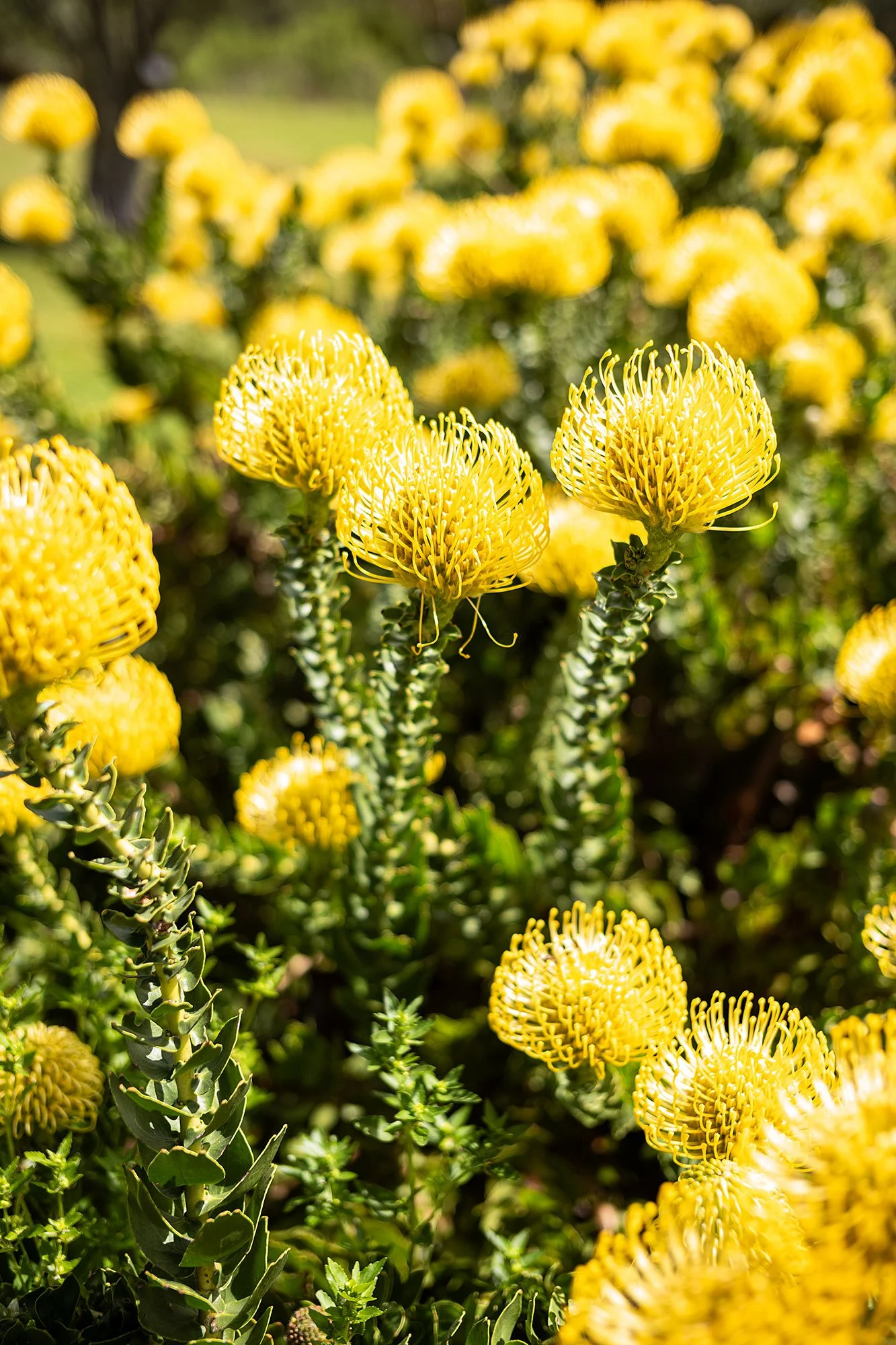 Kirstenbosch National Botanical Garden. Cape Town, South Africa.
