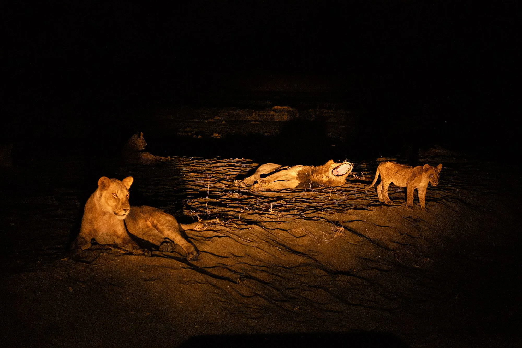 Lions. Mana Pools, Zimbabwe.