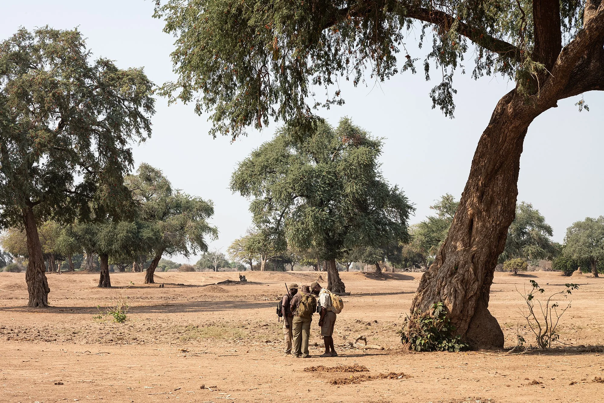 Guides. Mana Pools, Zimbabwe.