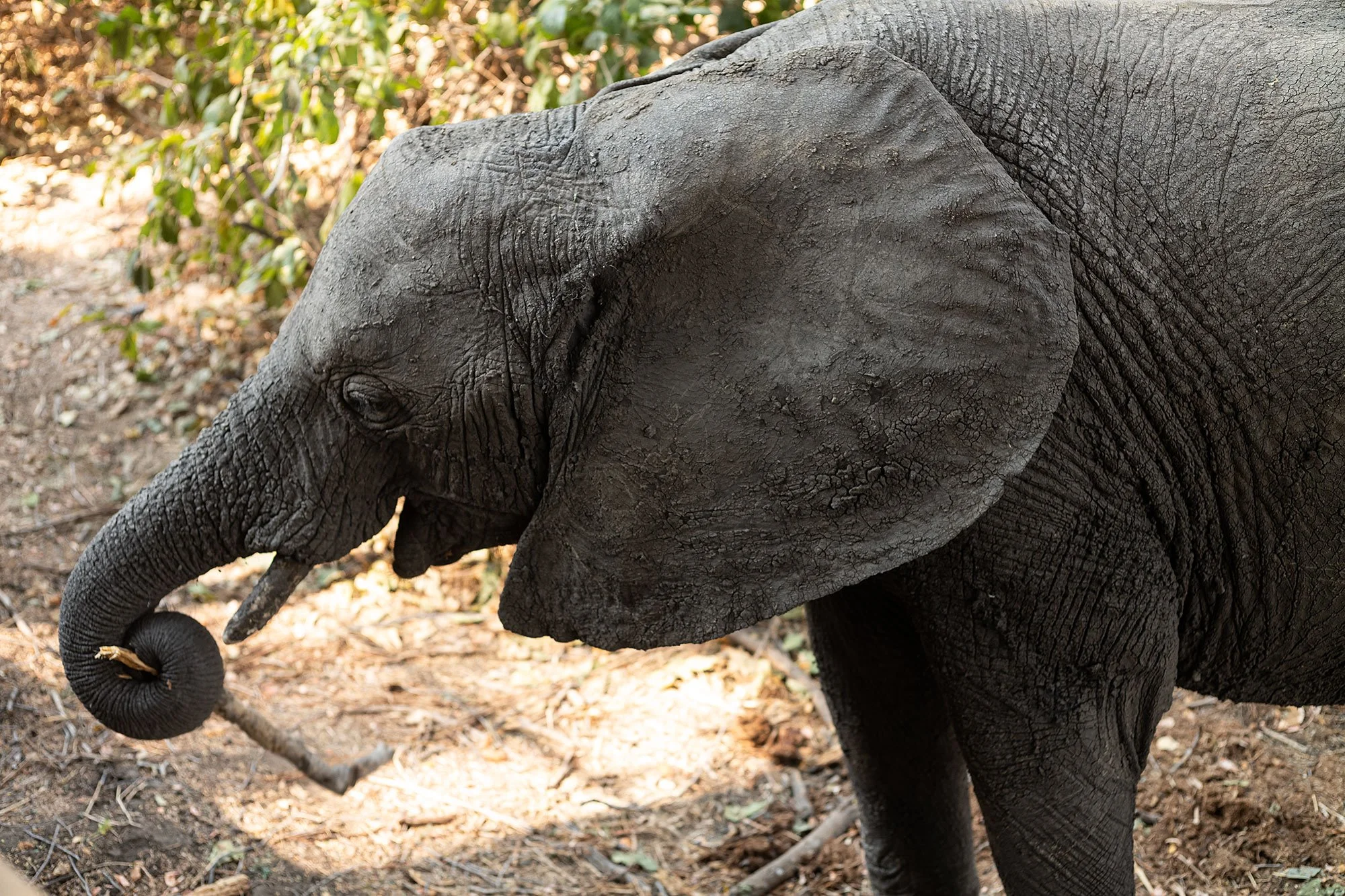 Elephants at Kanga Camp. Mana Pools, Zimbabwe.
