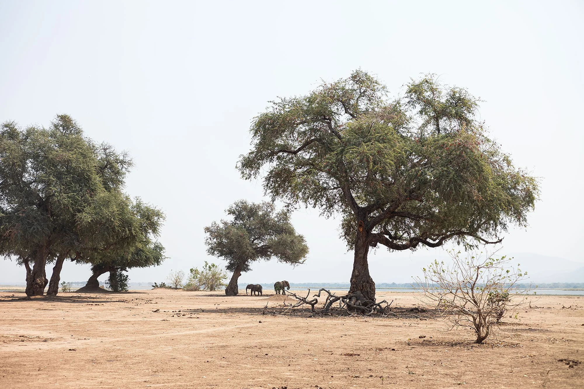 Elephants. Mana Pools, Zimbabwe.