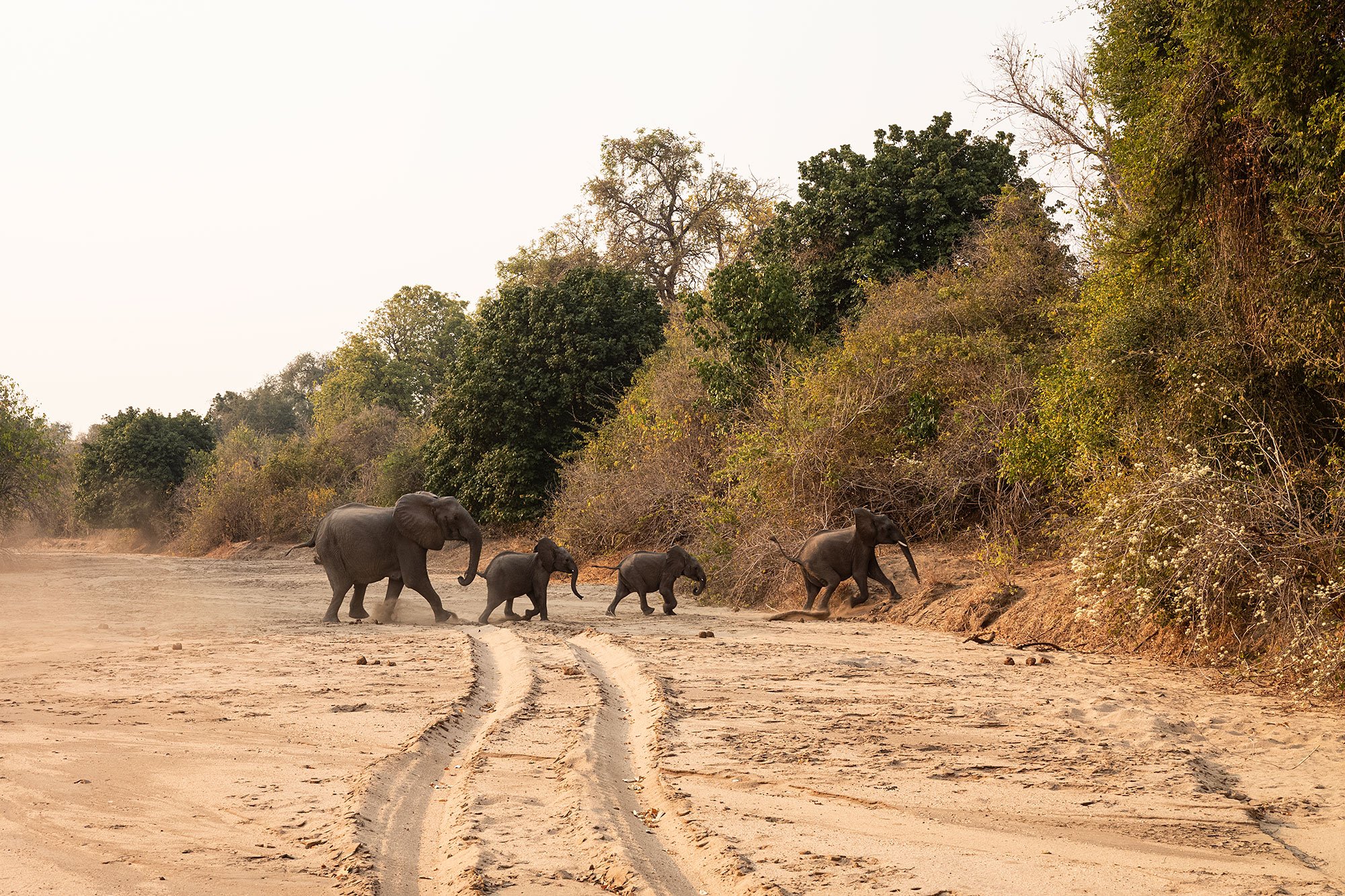 Mana Pools, Zimbabwe.