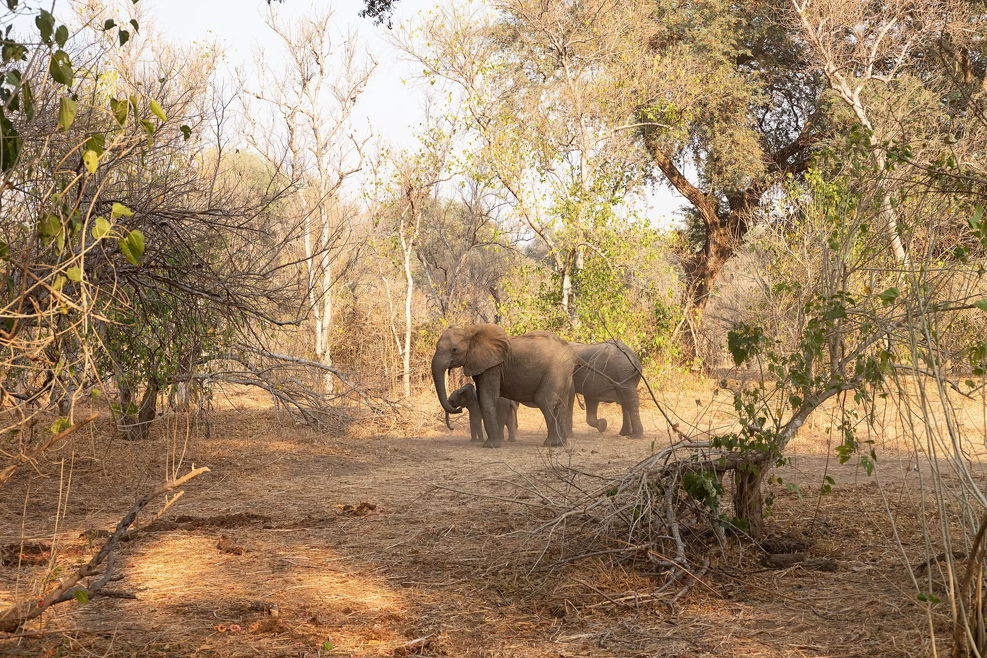 Mana Pools, Zimbabawe.