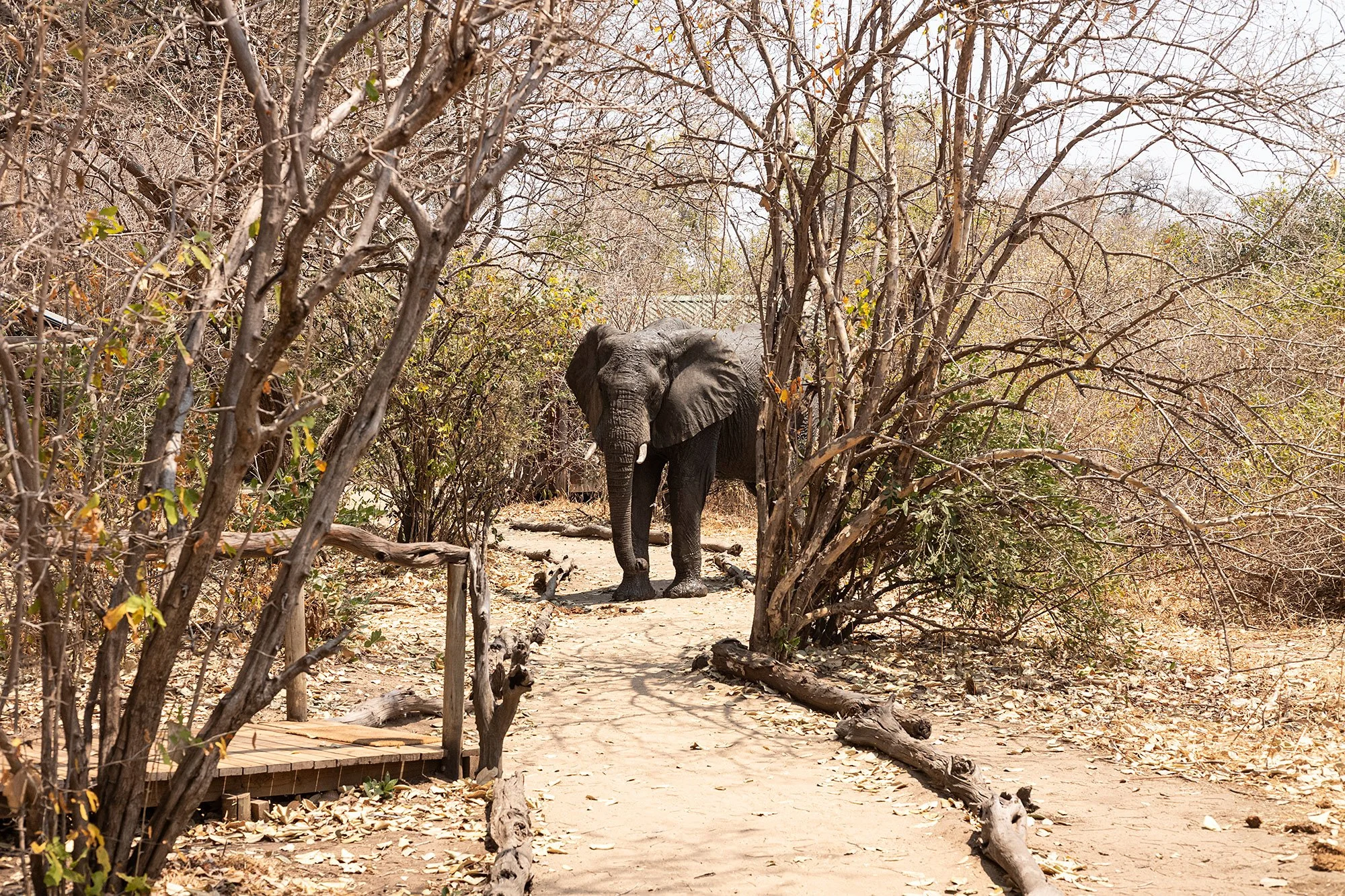 Elephants. Kanga Camp. Mana Pools, Zimbabwe.