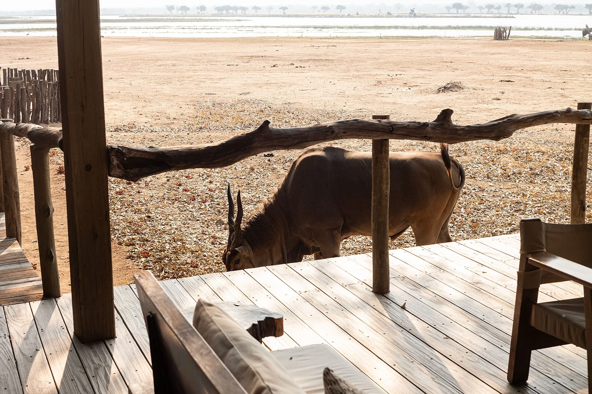 Eland at Nyamatusi Camp. Mana Pools, Zimbabwe.