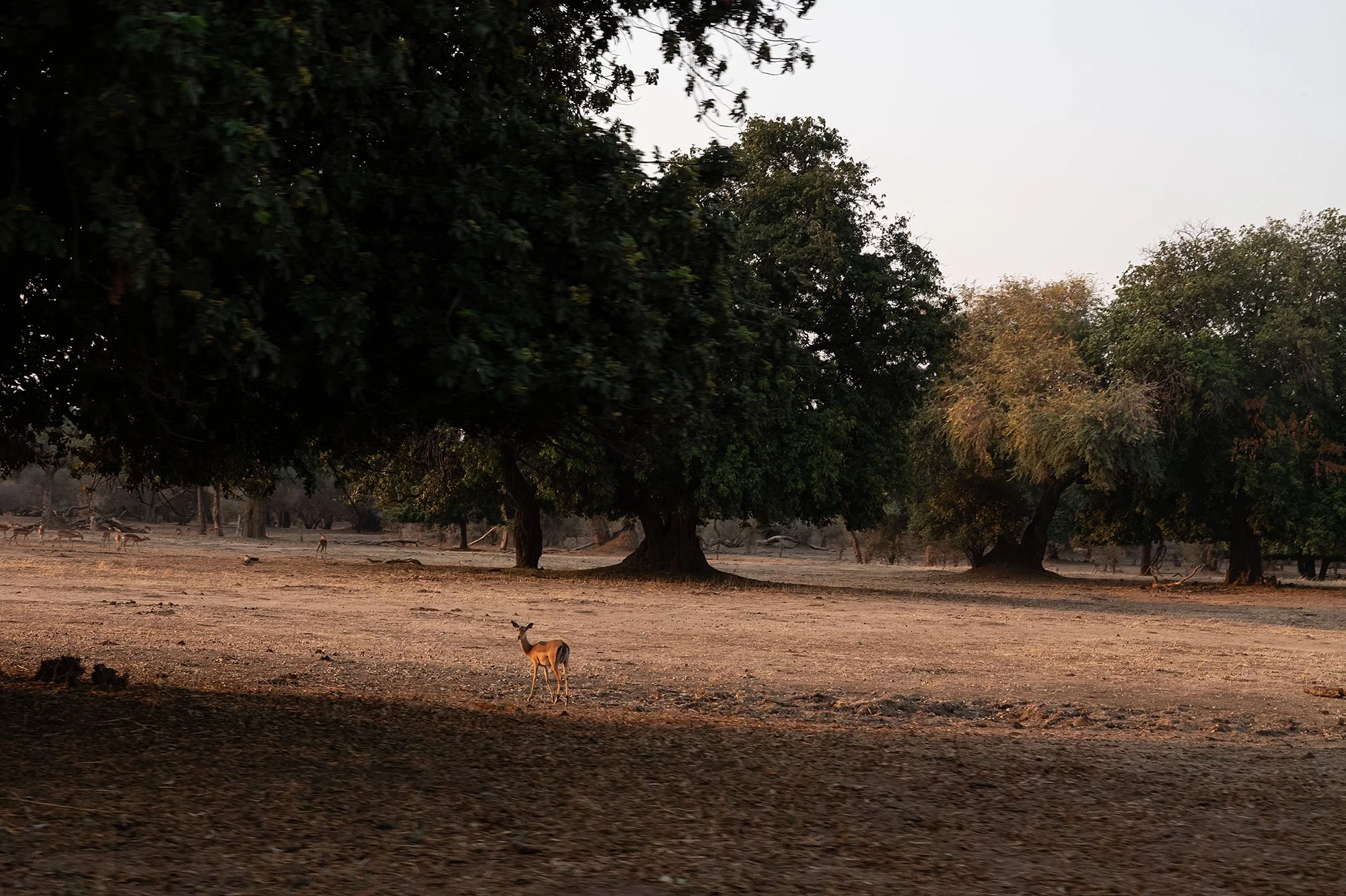 Mana Pools, Zimbabwe.