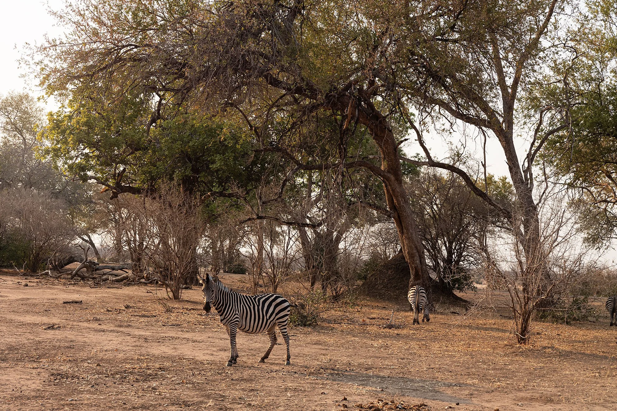 Zebra. Mana Pools, Zimbabwe.