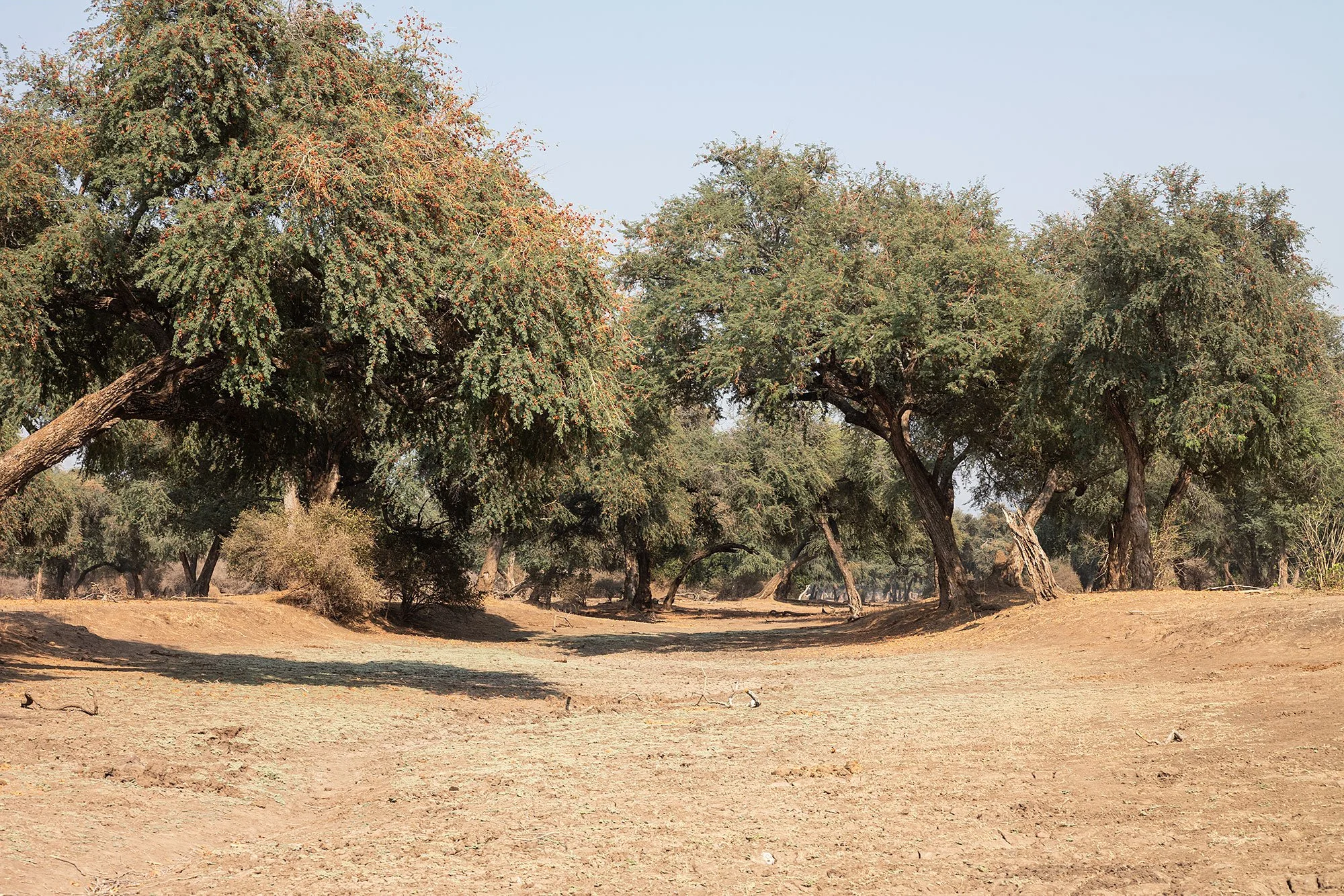 Walking safari. Mana Pools, Zimbabwe.