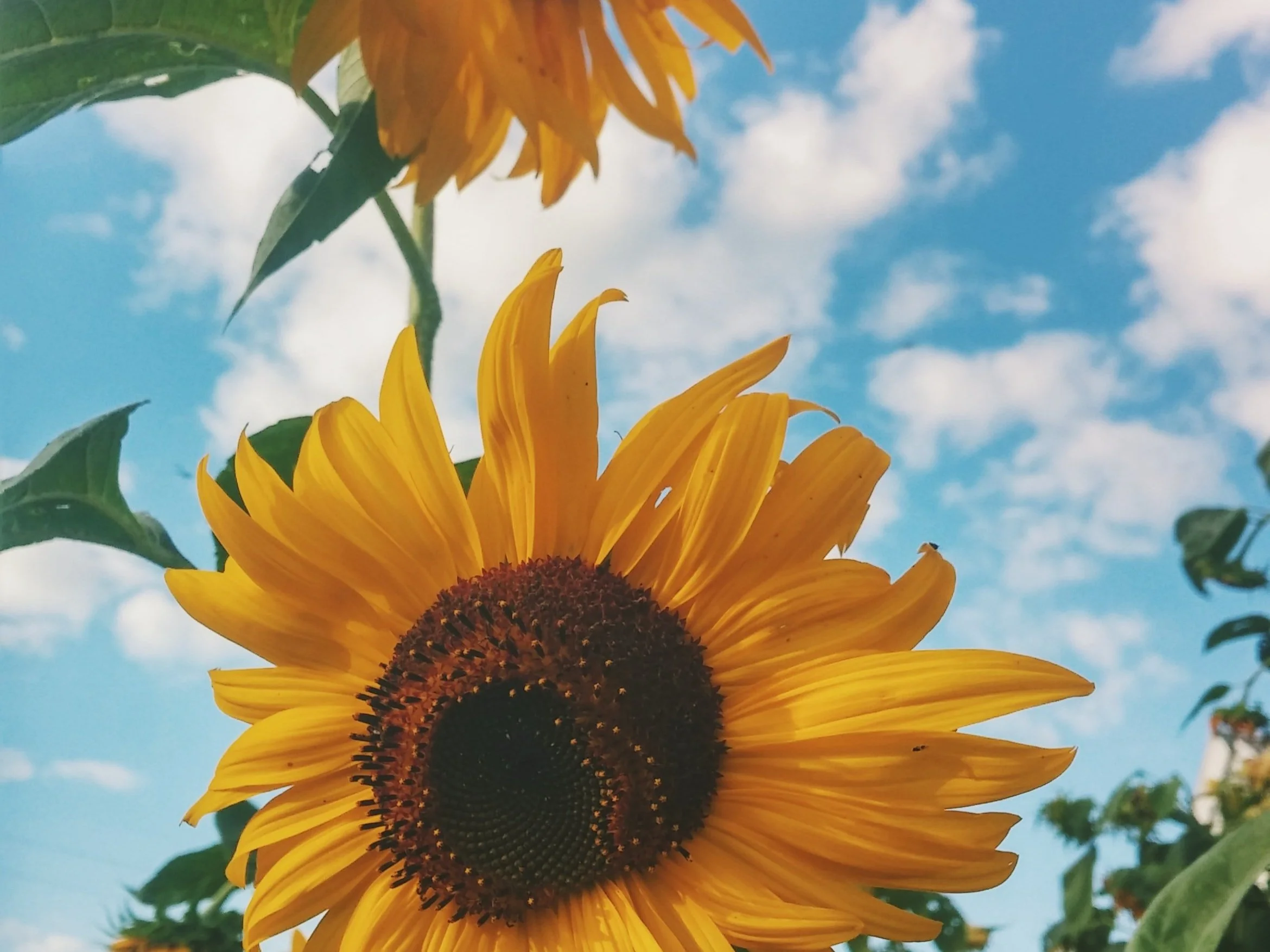 Poem for the height our first sunflowers might have reached