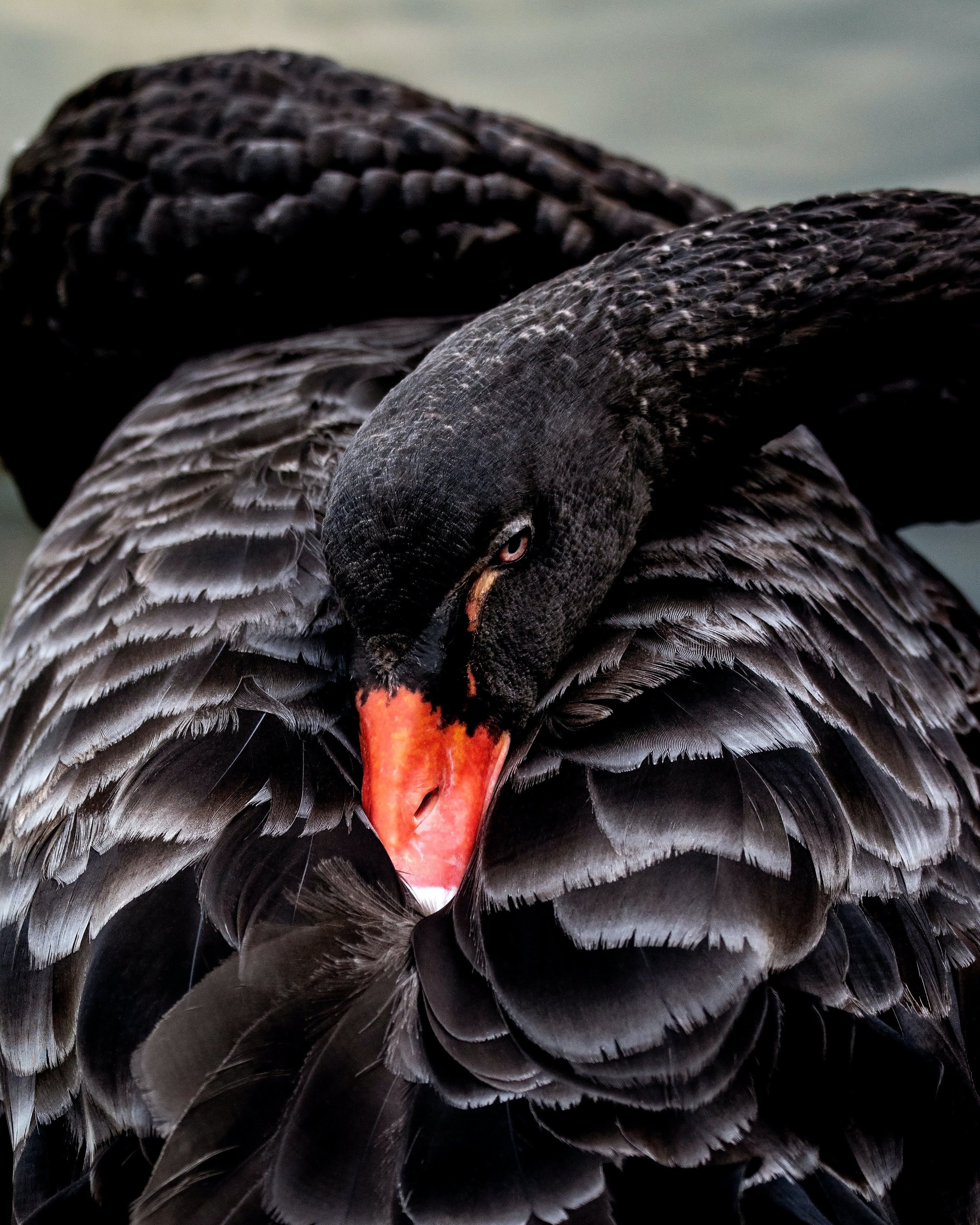 IN MY OTHER LIFE I SWAN