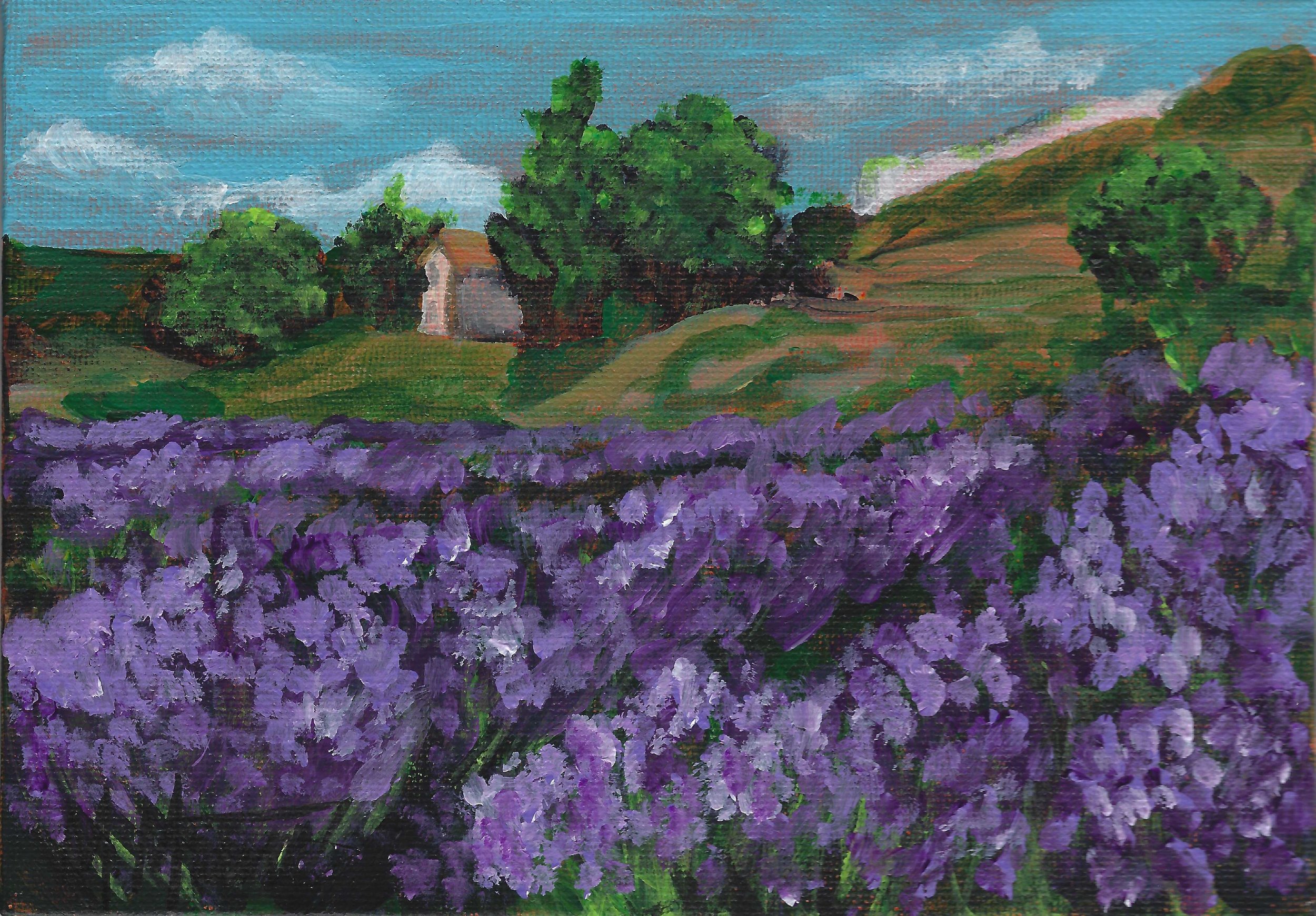Lavender Field