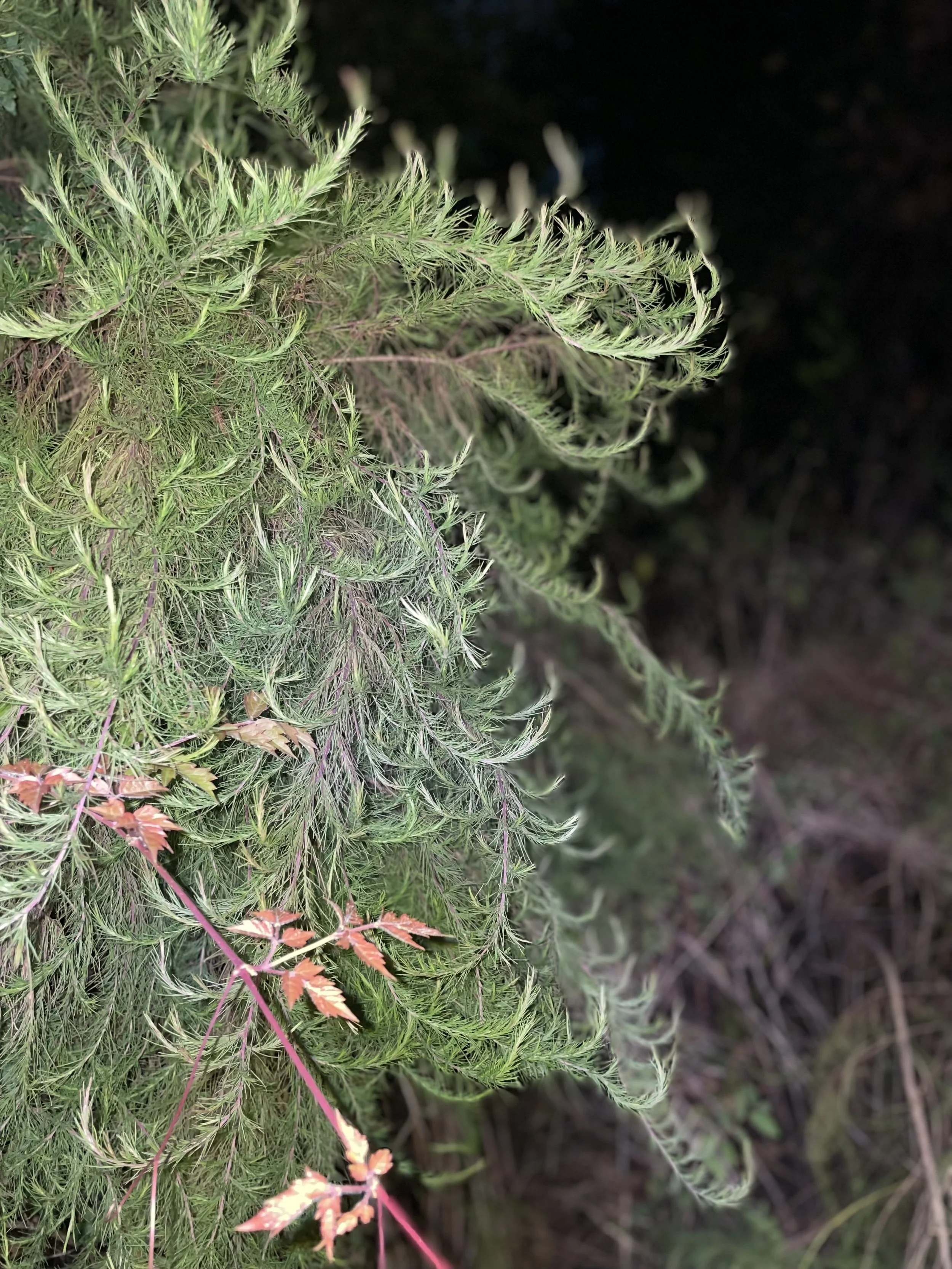 The New Orleans Poetry Festival 
