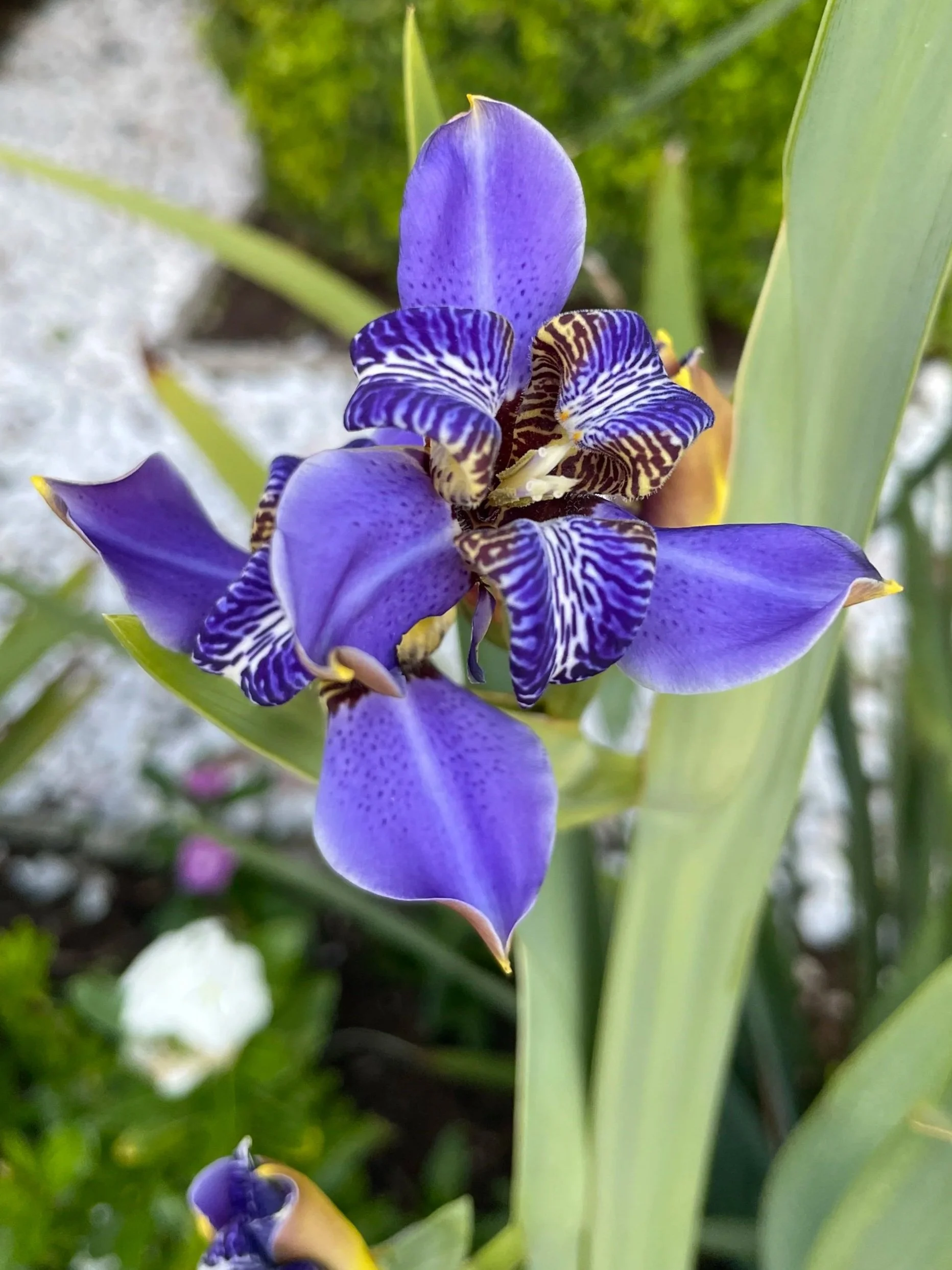Texas Review Mega-Reading &amp; Dance Party at New Orleans Poetry Festival!!!!