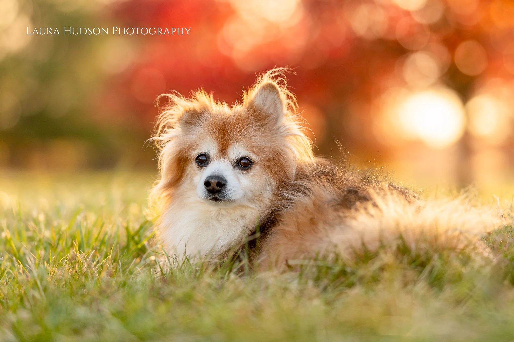Mother's Day Portrait Session Offer runs May 9th-11th