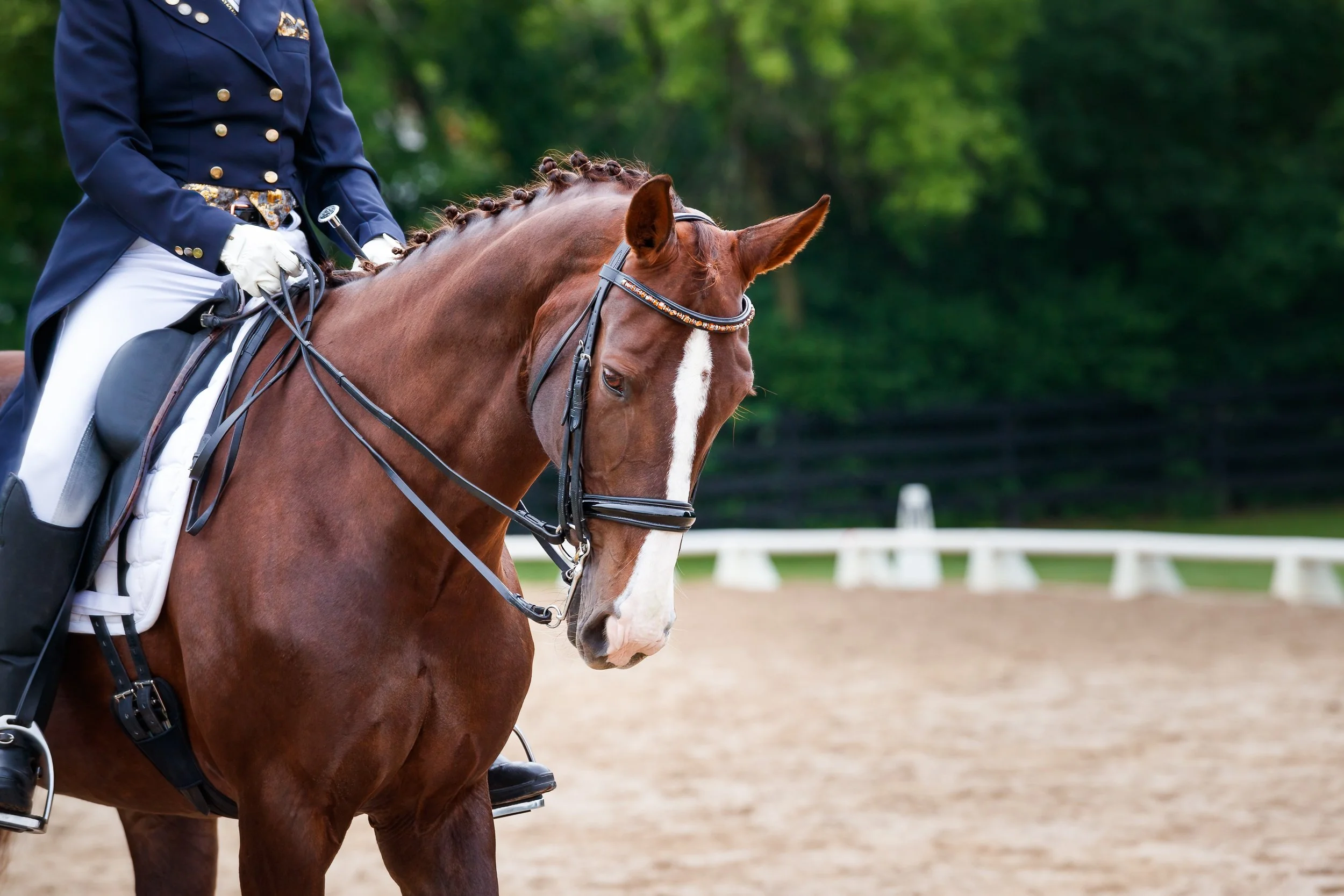 WEB.SQ.HorseShowDressageSilverwoodptI-2.jpg
