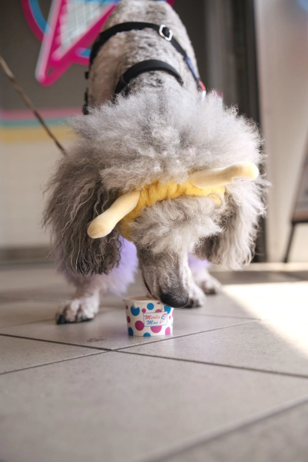 A dog in costume joining the fun at Merla-Mae's National Ice Cream Day 2026 in London, Ontario