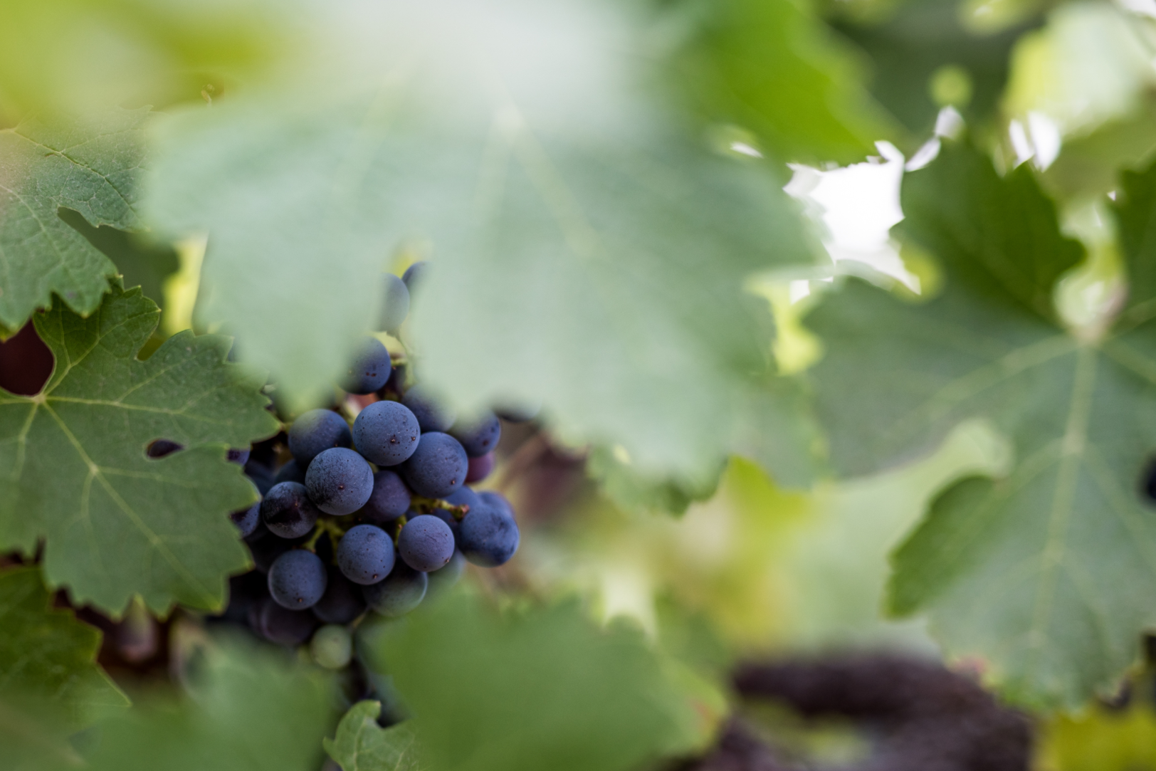 tastings-events-viaggio-wine-merchant
