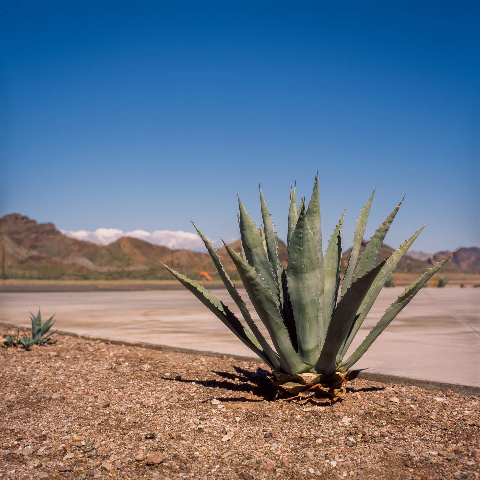 az_velvia-15.jpg