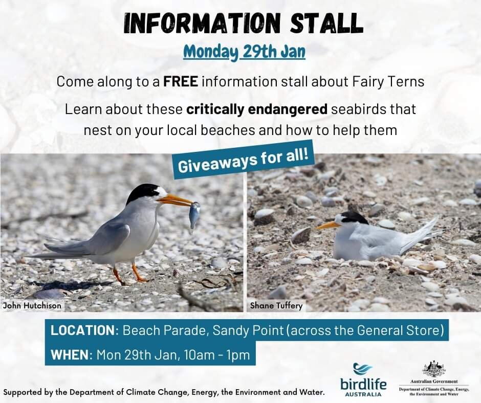 Yesterday on the sand-spit 2 tiny Red-cap Plover chicks hatched, and a rope fence was erected  around a new nest where Hoodies are now incubating 3 eggs.
Please read the signs and help these vulnerable birds, including breeding Fairy Terns, to breed 